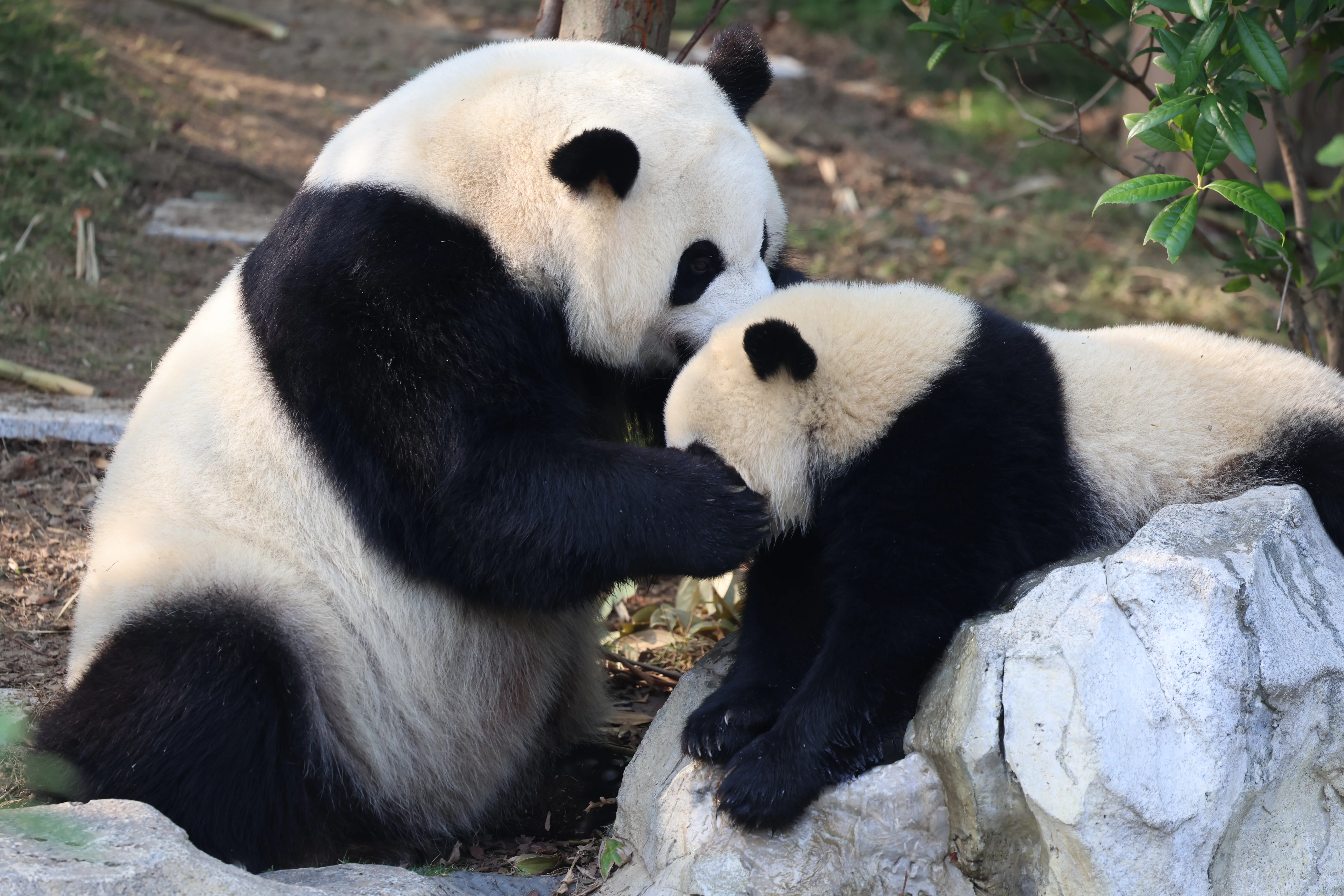 Chengdu Research Base of Giant Panda Breeding