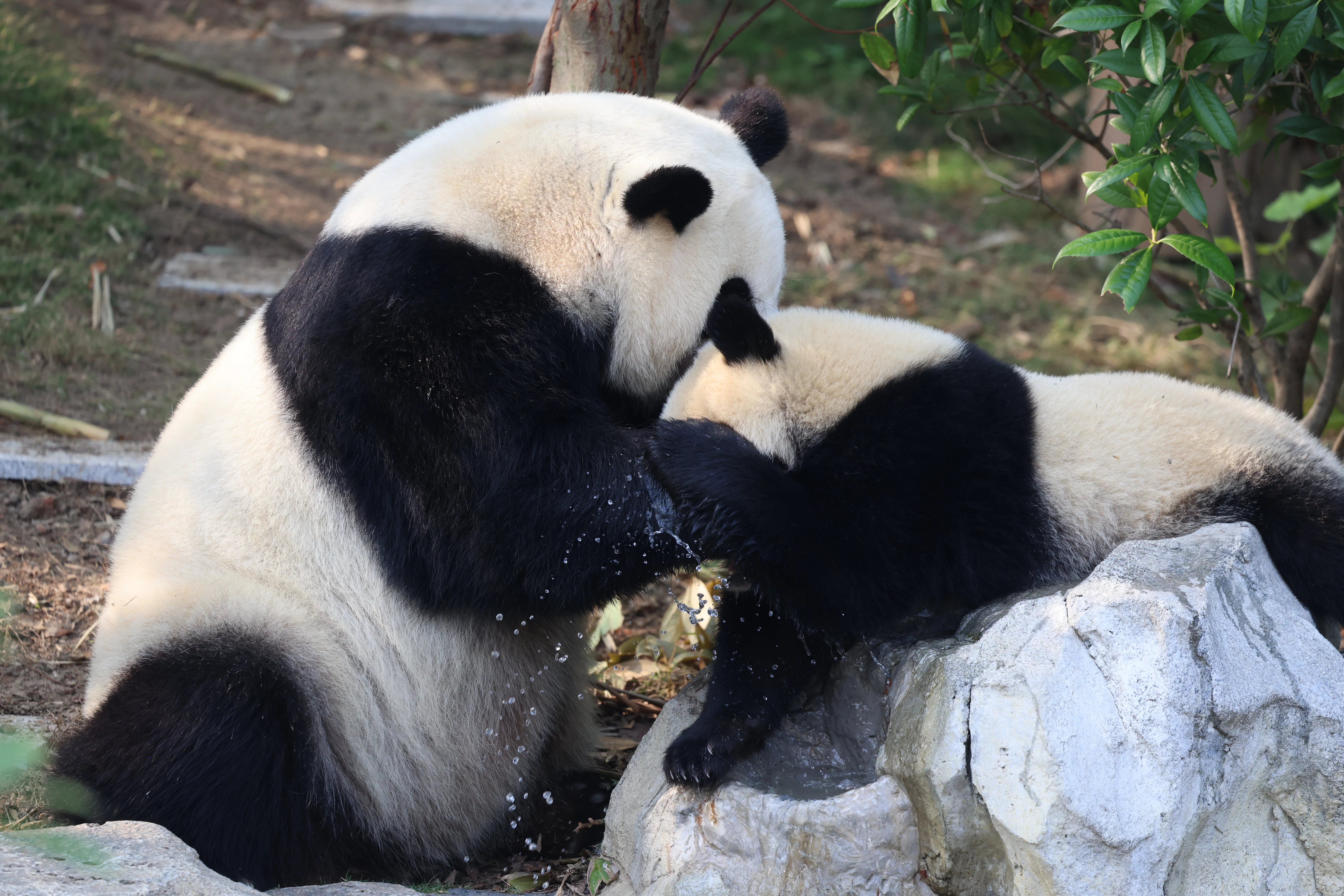 Chengdu Research Base of Giant Panda Breeding