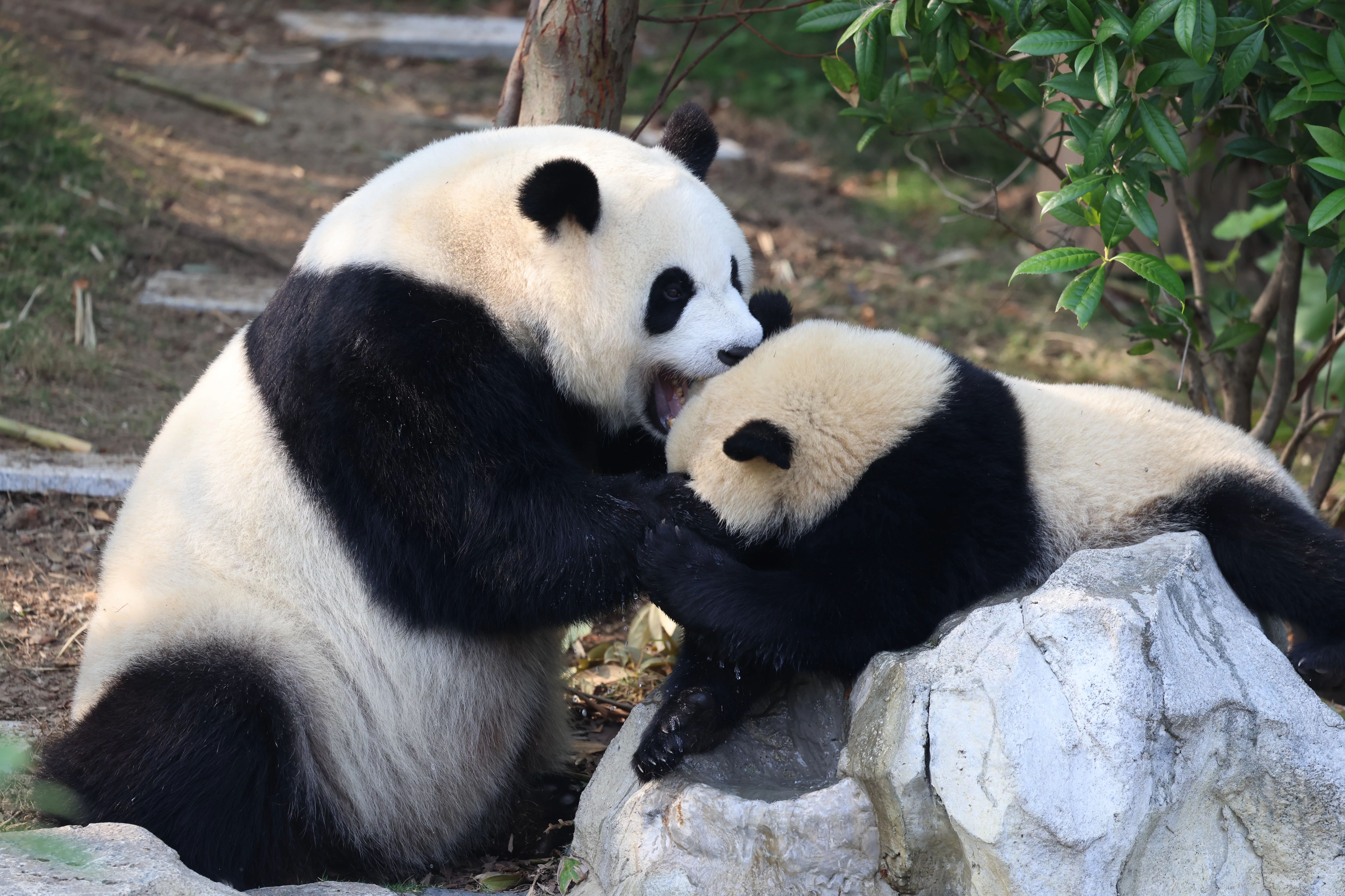 Chengdu Research Base of Giant Panda Breeding