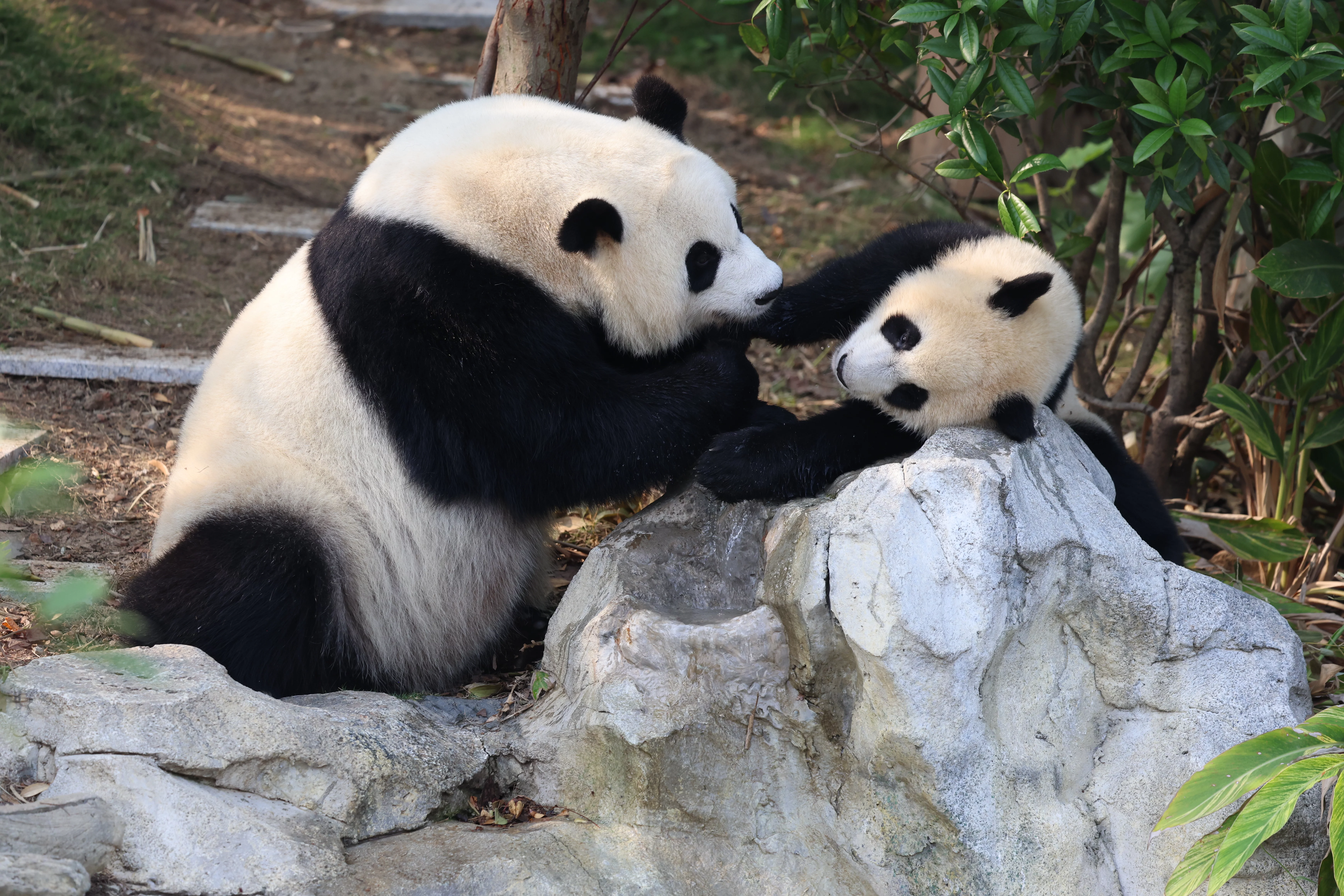 Chengdu Research Base of Giant Panda Breeding