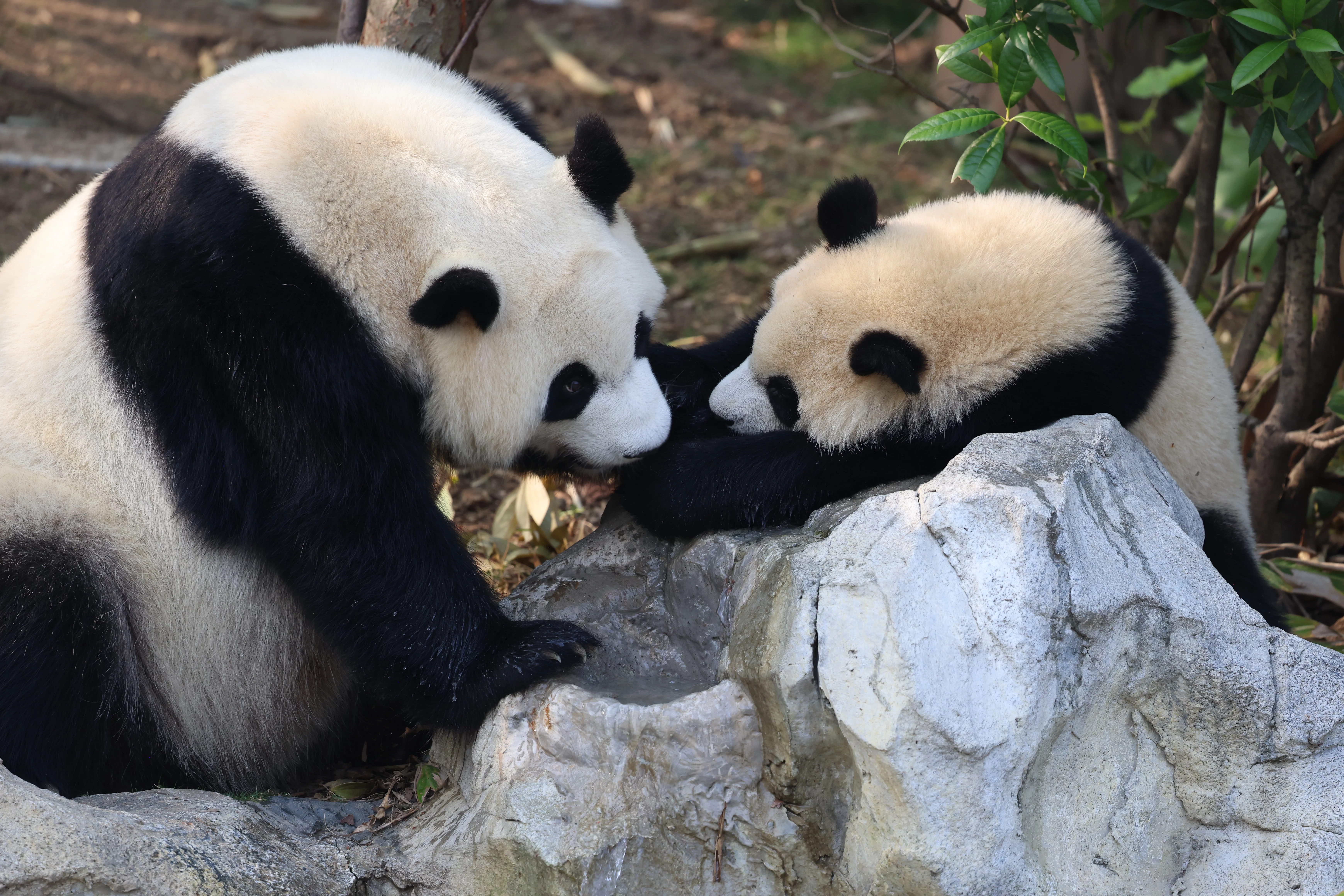Chengdu Research Base of Giant Panda Breeding