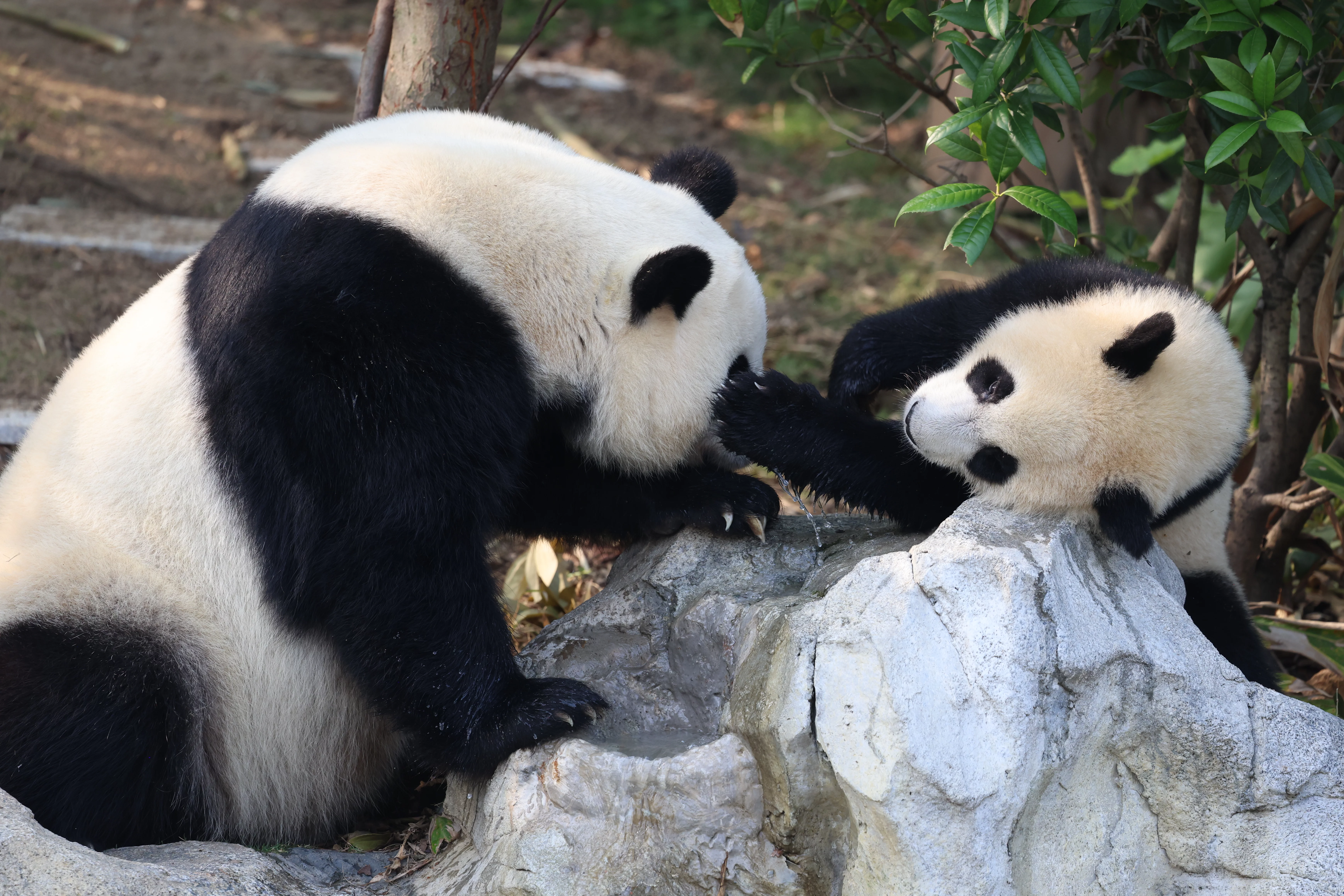 Chengdu Research Base of Giant Panda Breeding