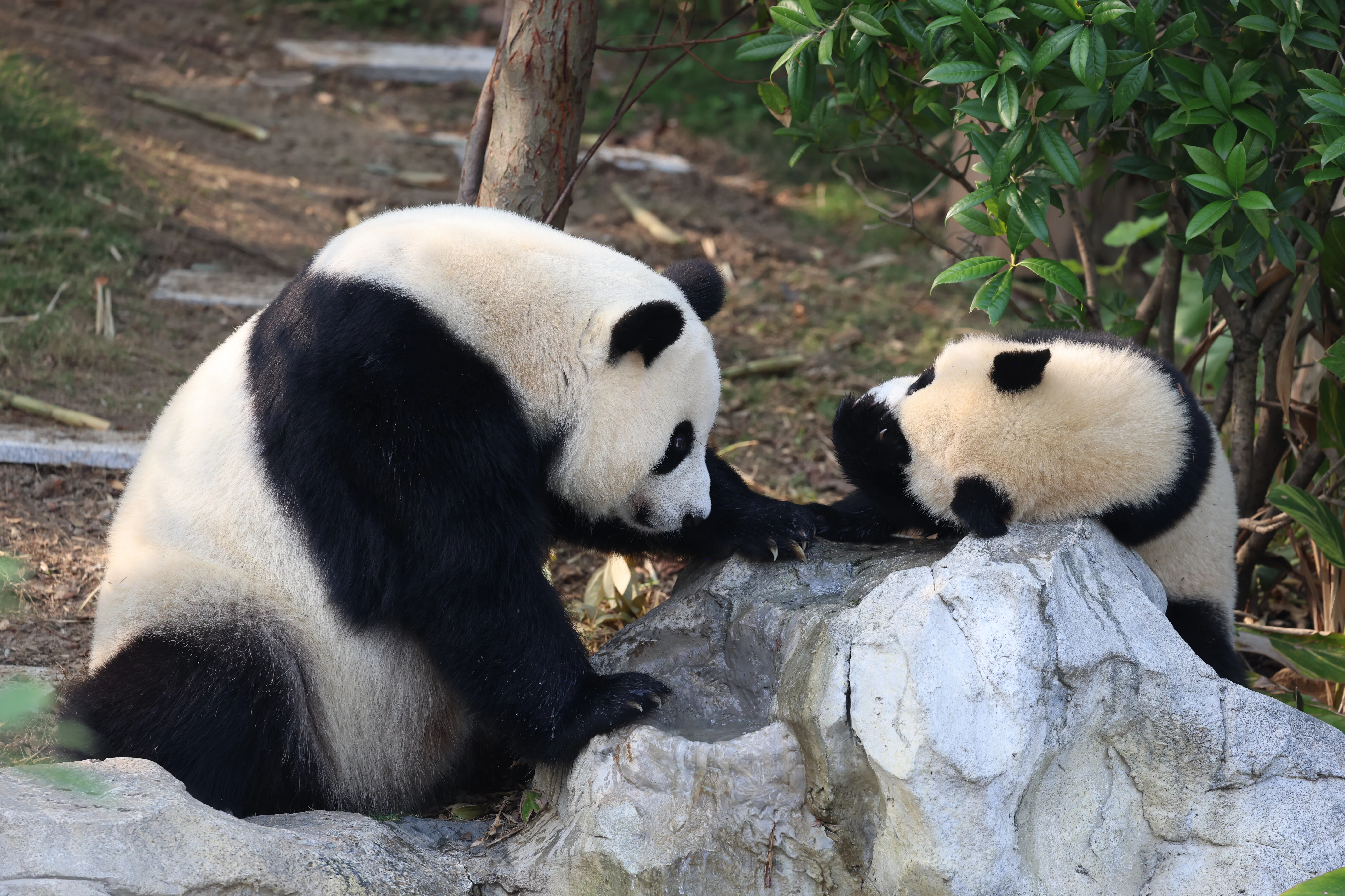 Chengdu Research Base of Giant Panda Breeding