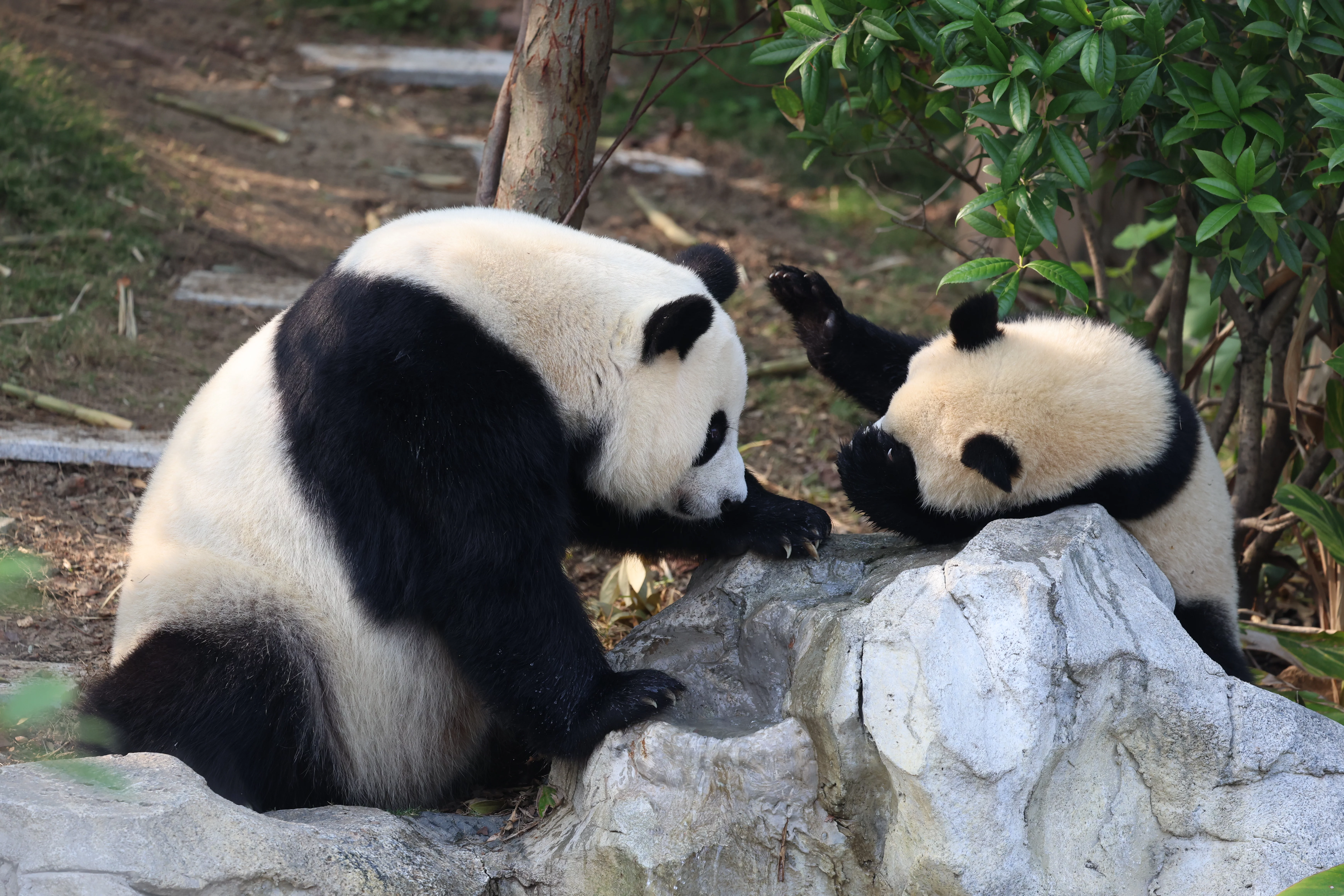 Chengdu Research Base of Giant Panda Breeding