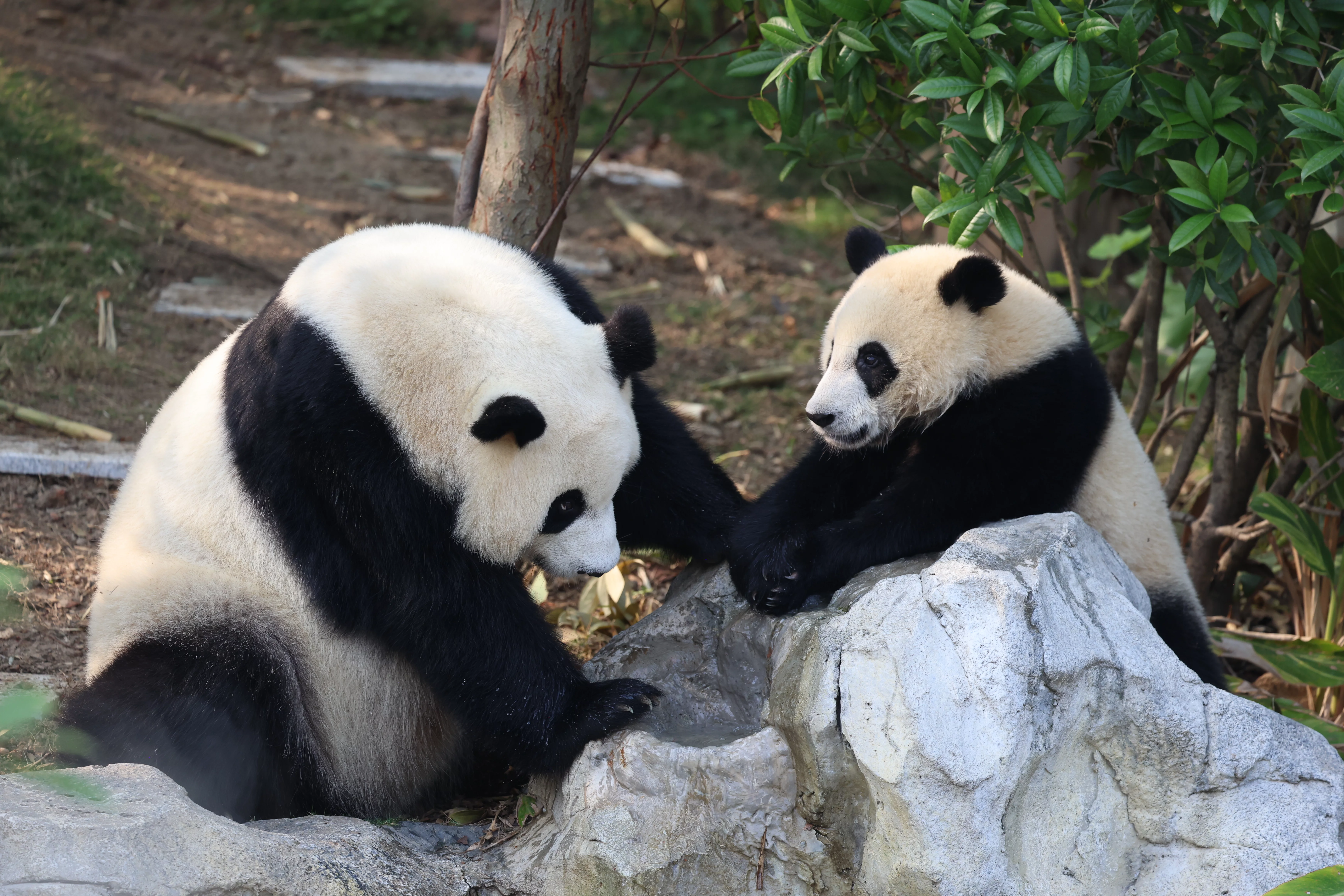 Chengdu Research Base of Giant Panda Breeding
