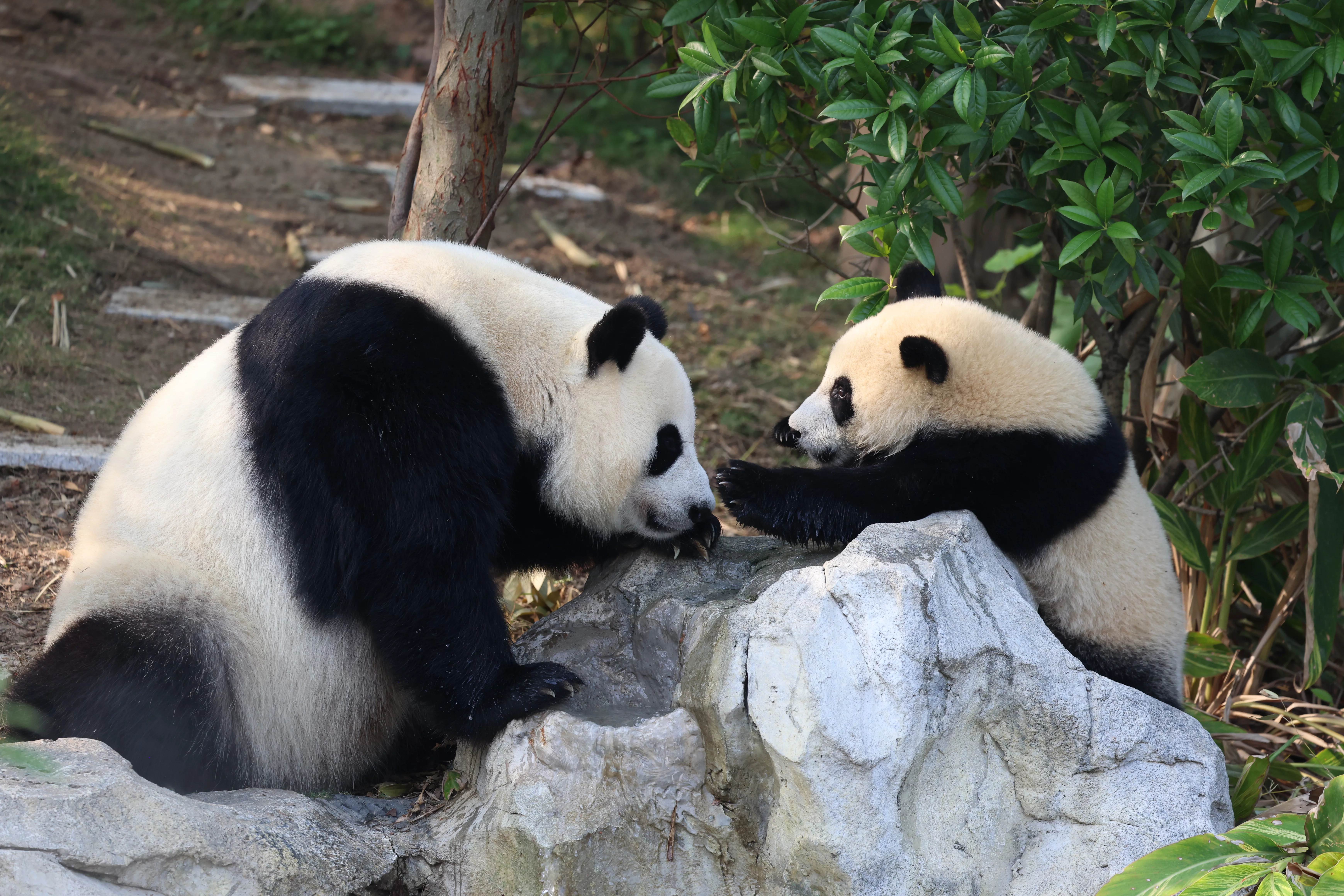 Chengdu Research Base of Giant Panda Breeding