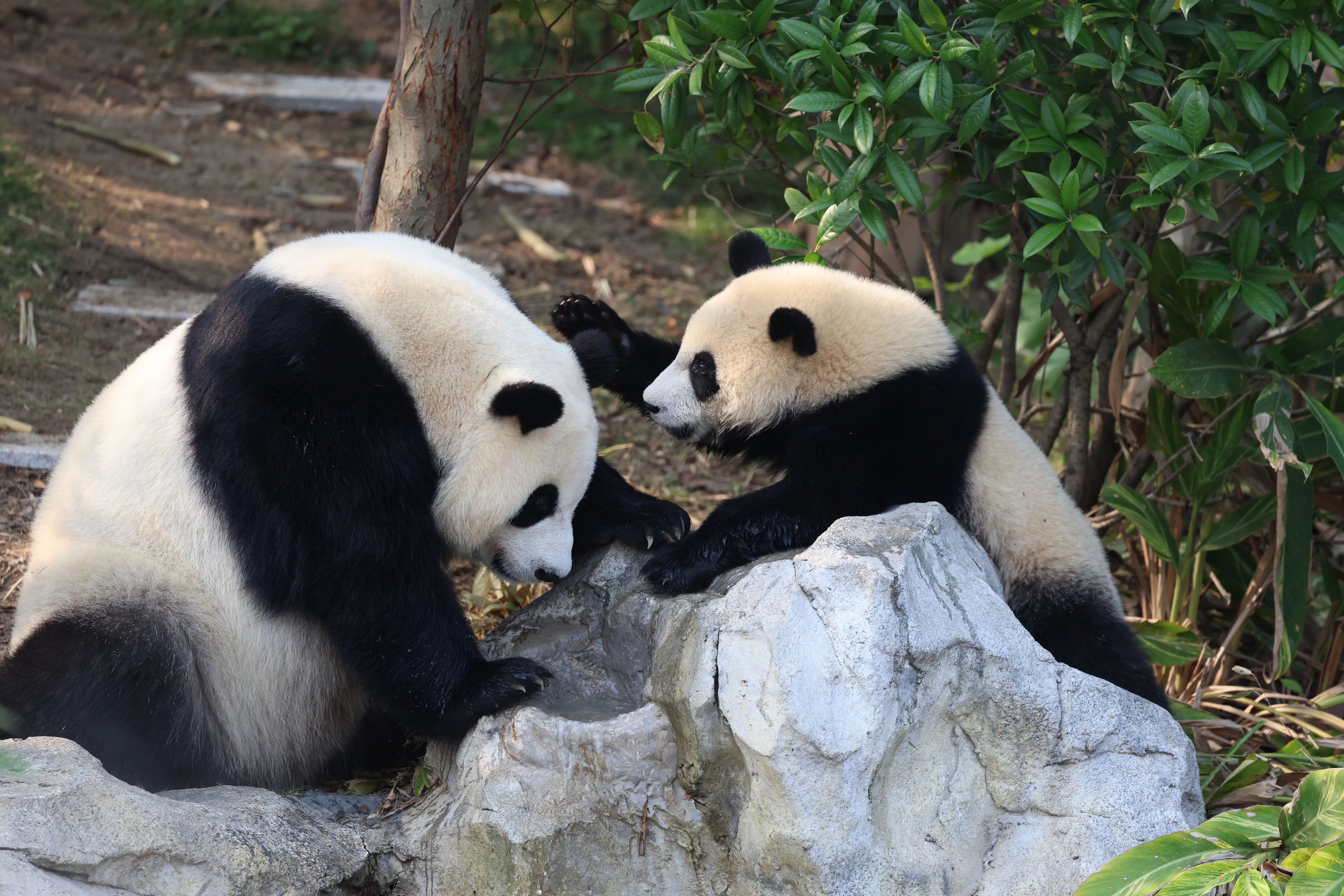 Chengdu Research Base of Giant Panda Breeding