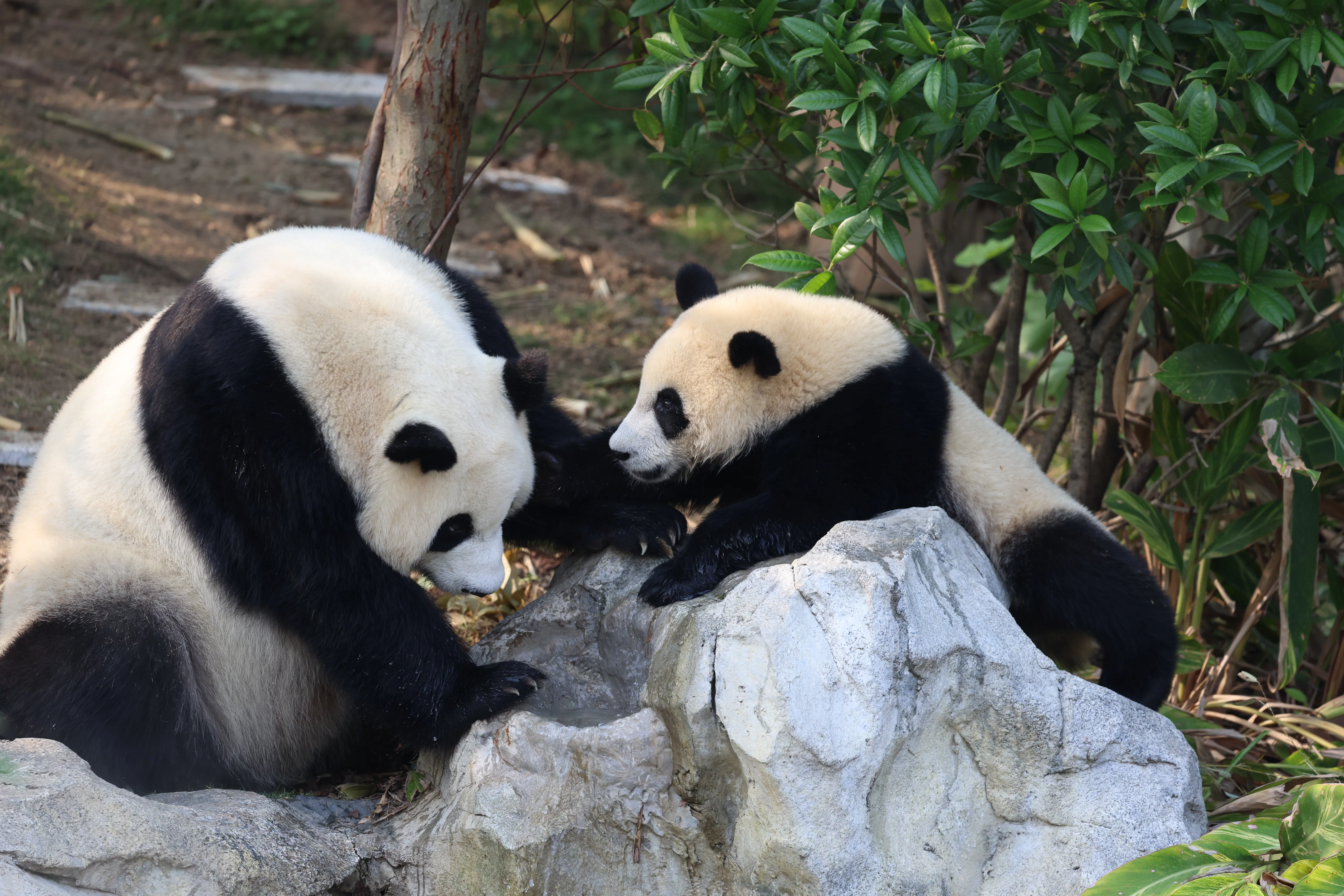 Chengdu Research Base of Giant Panda Breeding