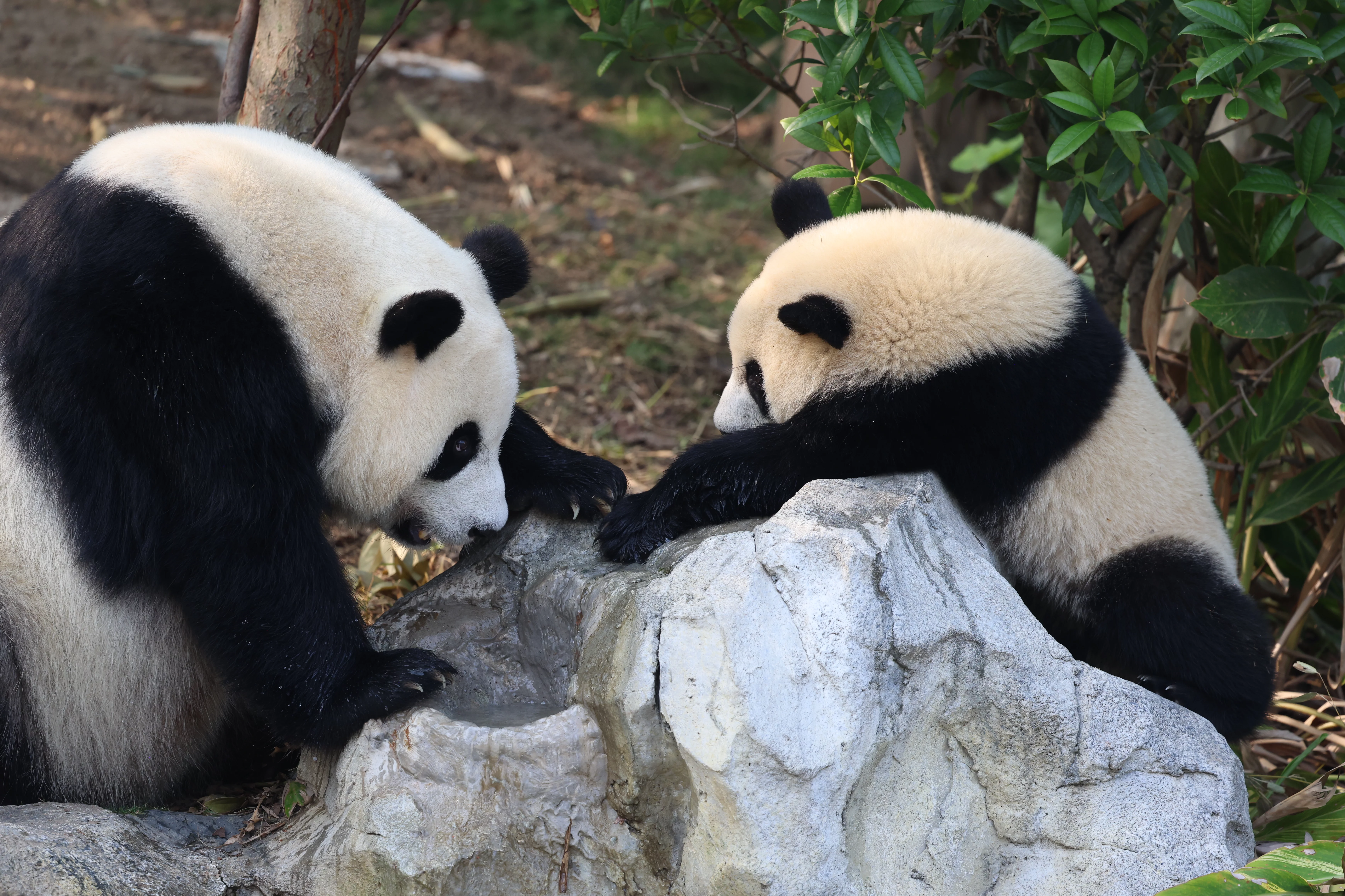 Chengdu Research Base of Giant Panda Breeding