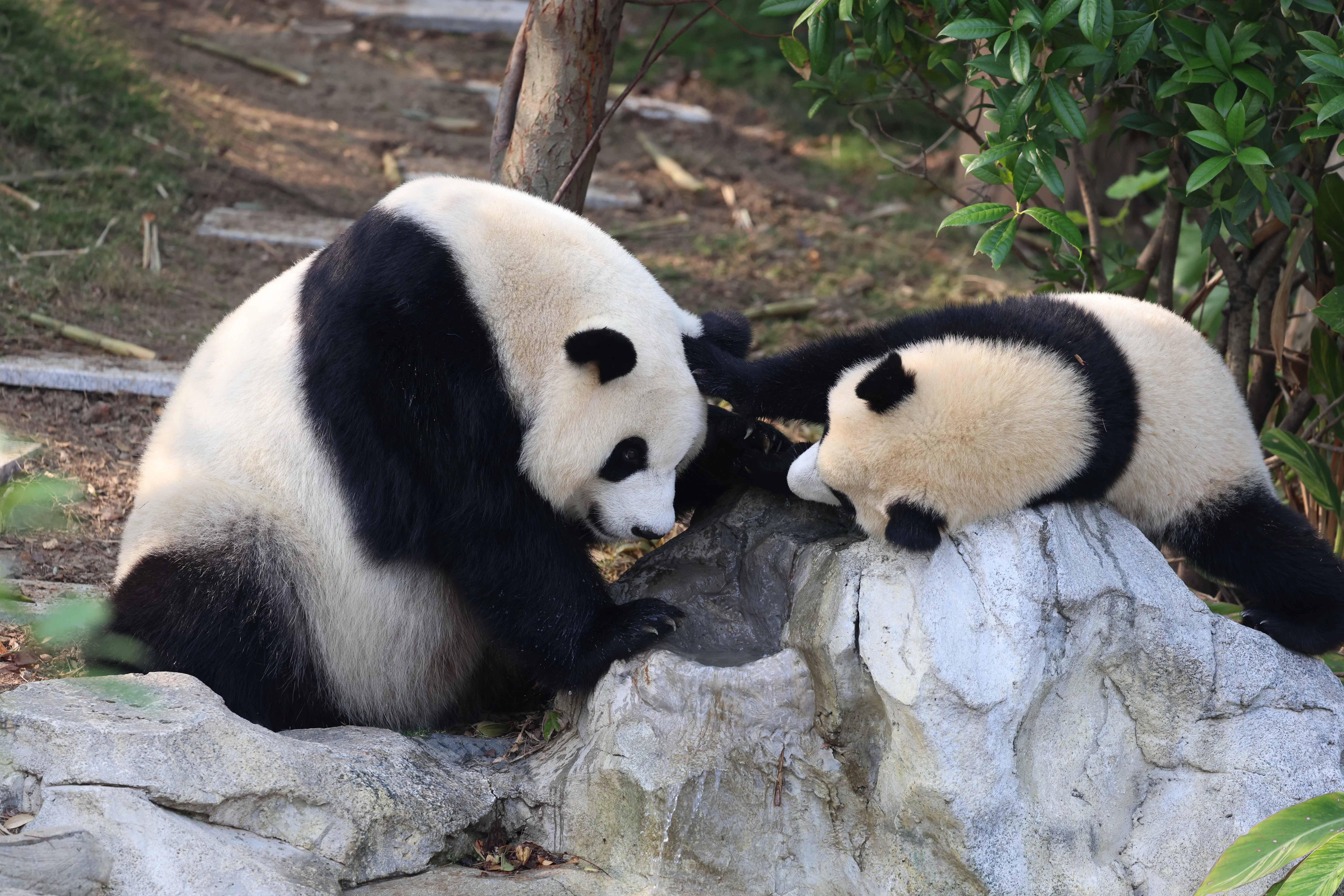 Chengdu Research Base of Giant Panda Breeding