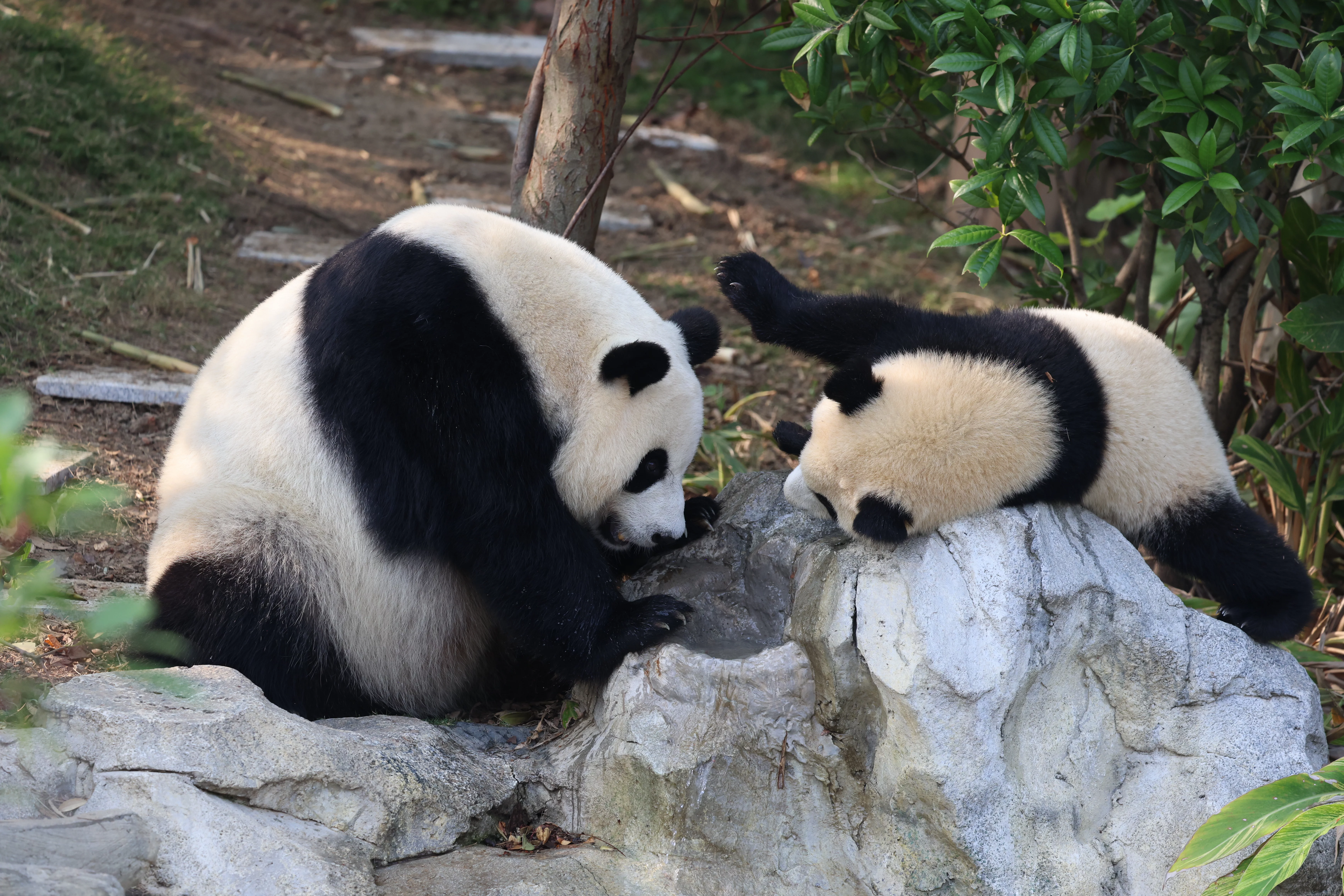Chengdu Research Base of Giant Panda Breeding
