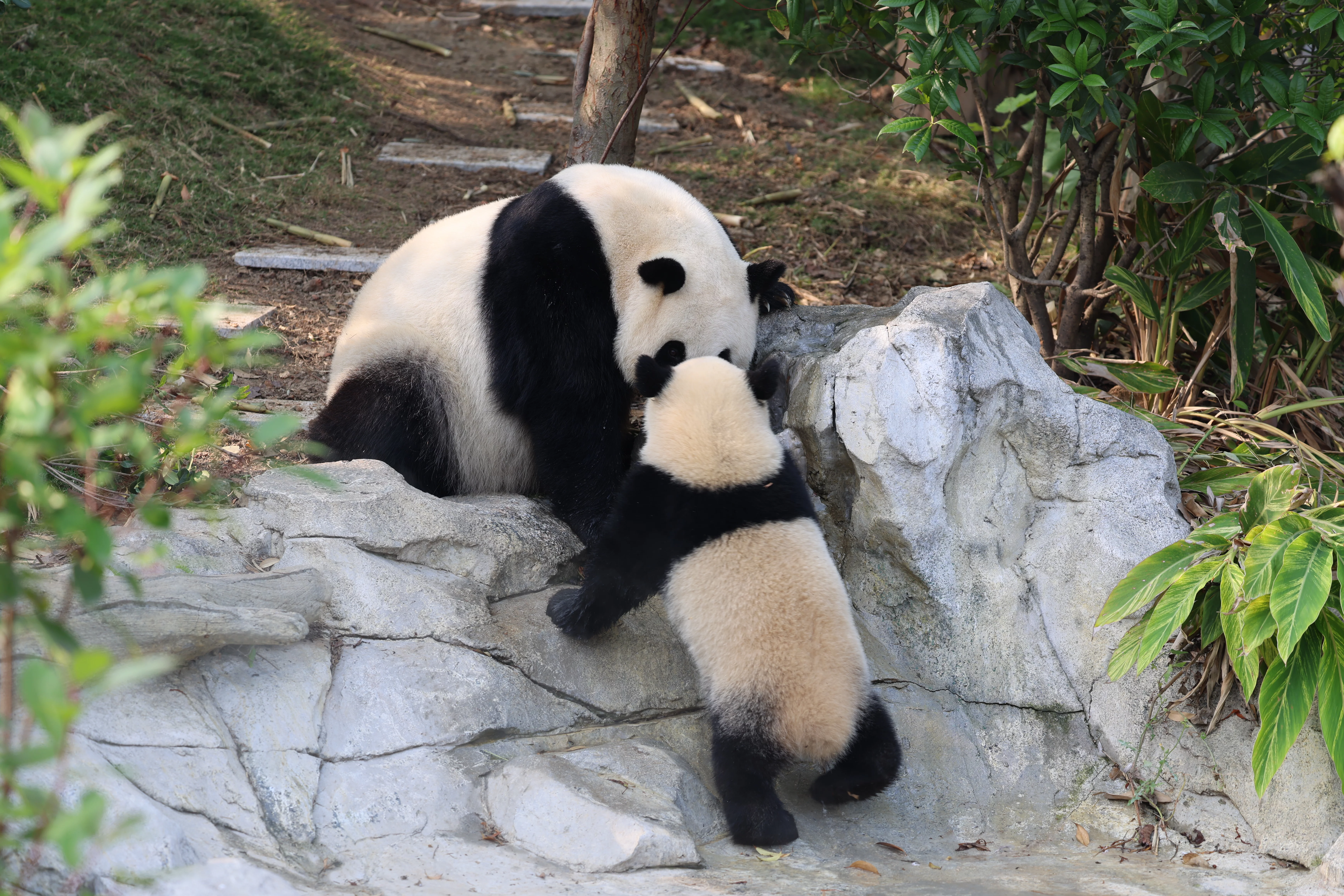Chengdu Research Base of Giant Panda Breeding