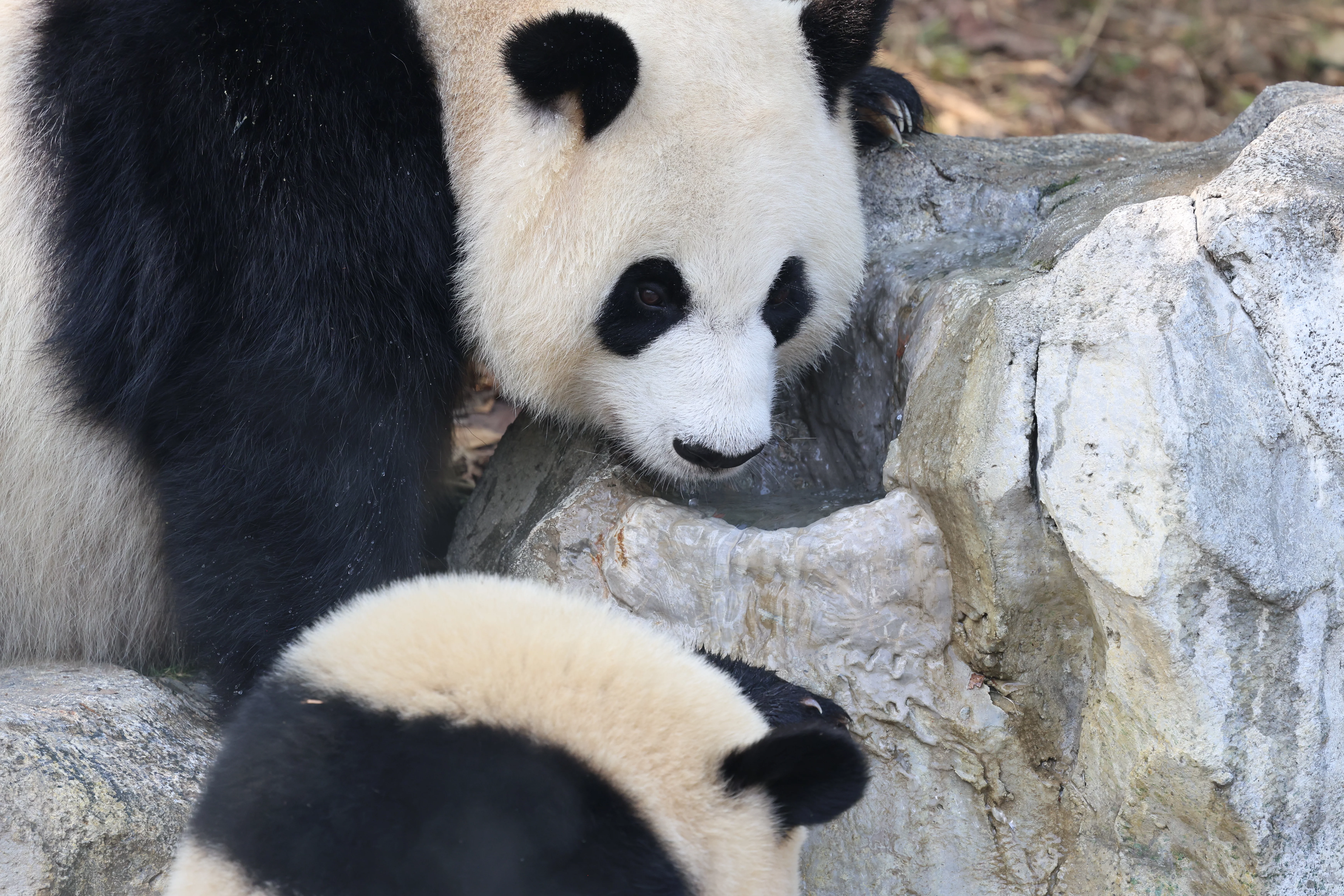 Chengdu Research Base of Giant Panda Breeding