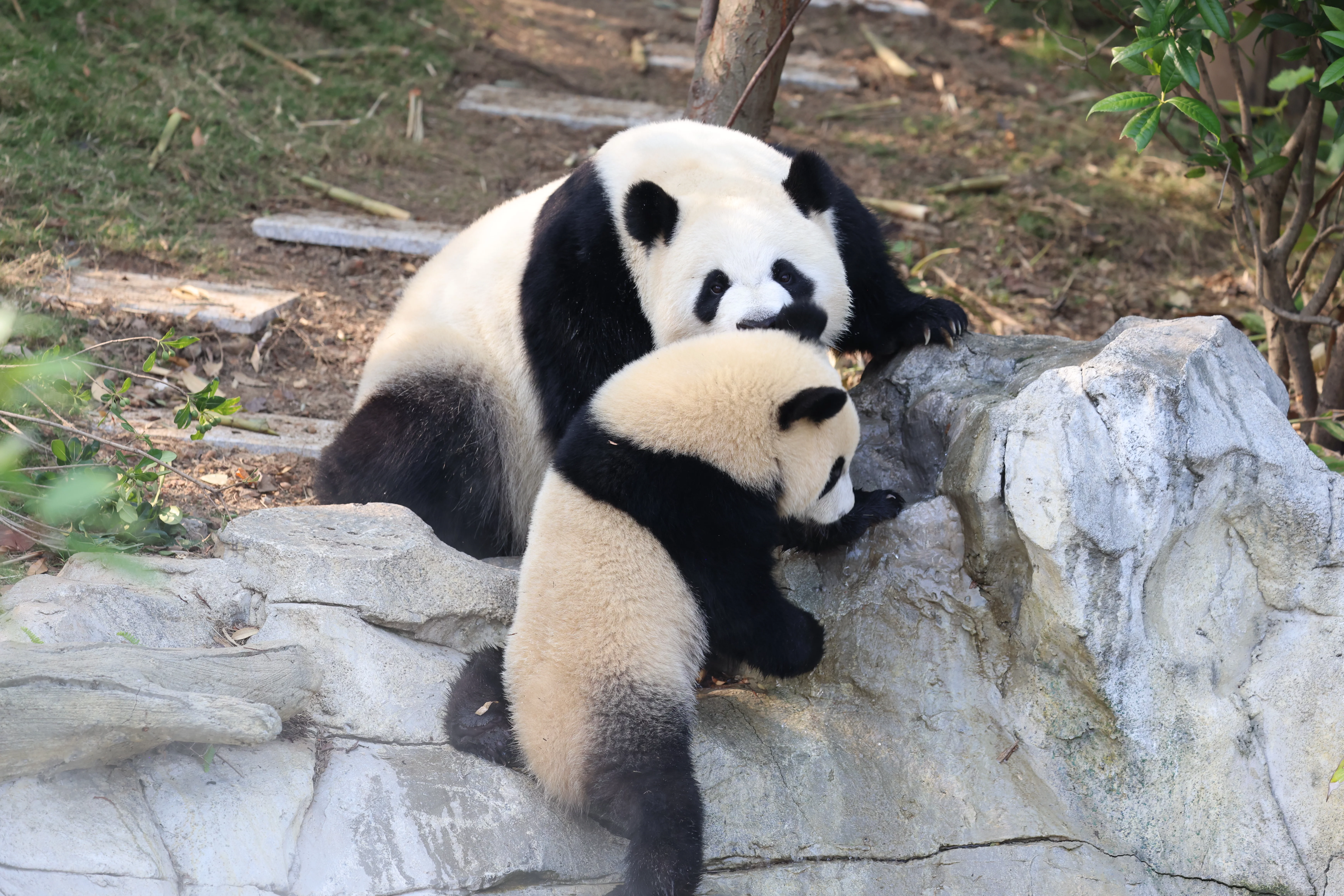 Chengdu Research Base of Giant Panda Breeding