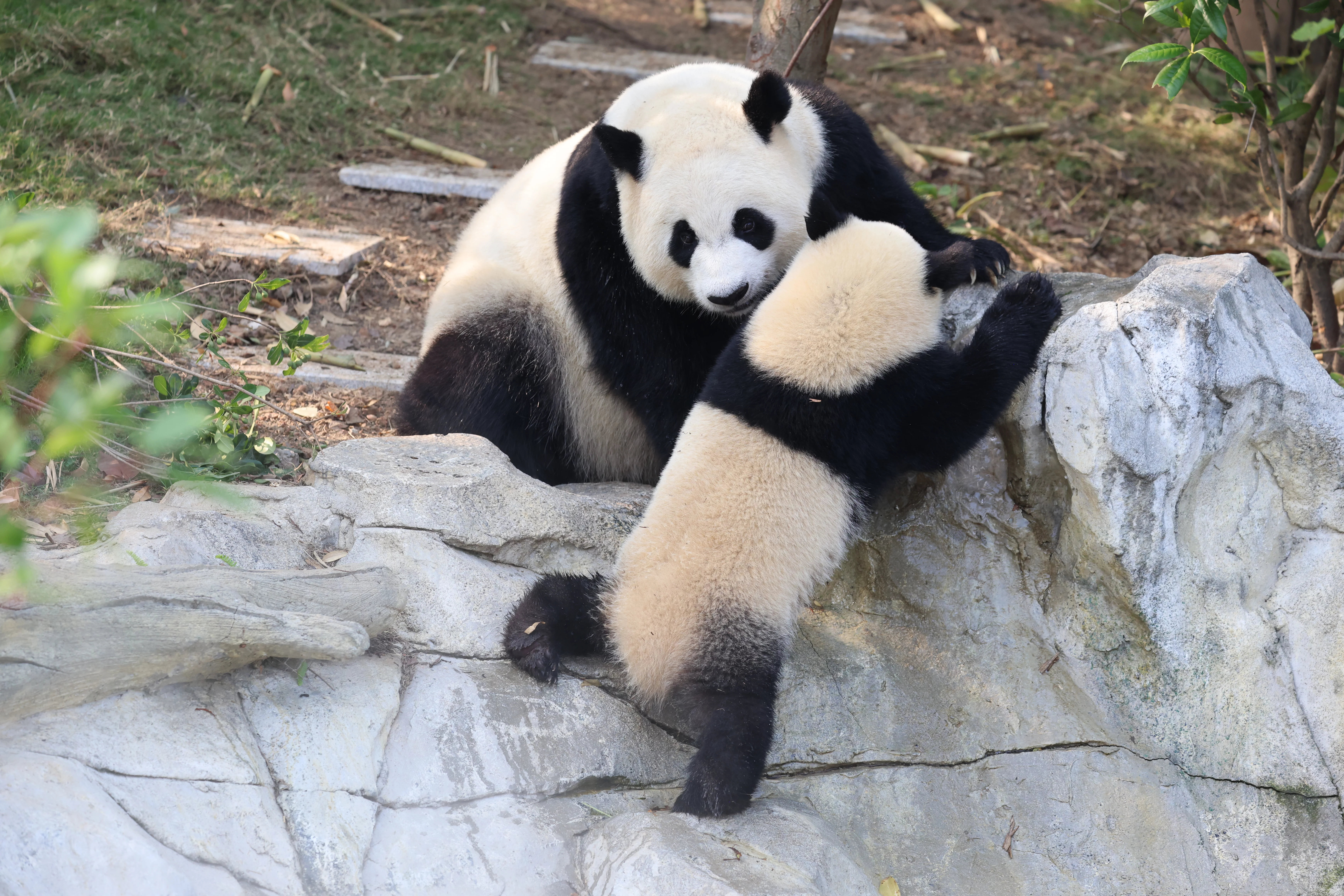 Chengdu Research Base of Giant Panda Breeding