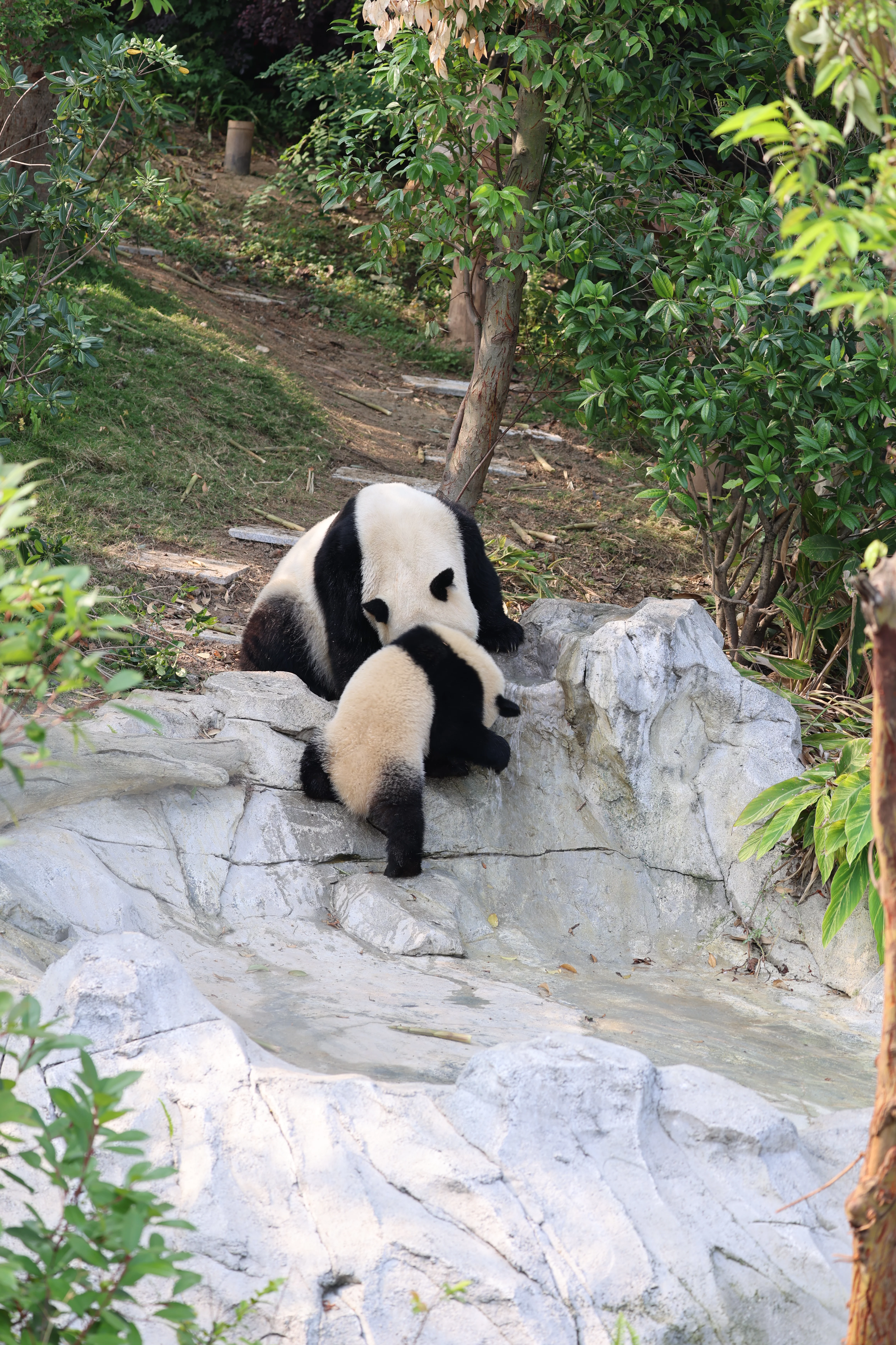 Chengdu Research Base of Giant Panda Breeding