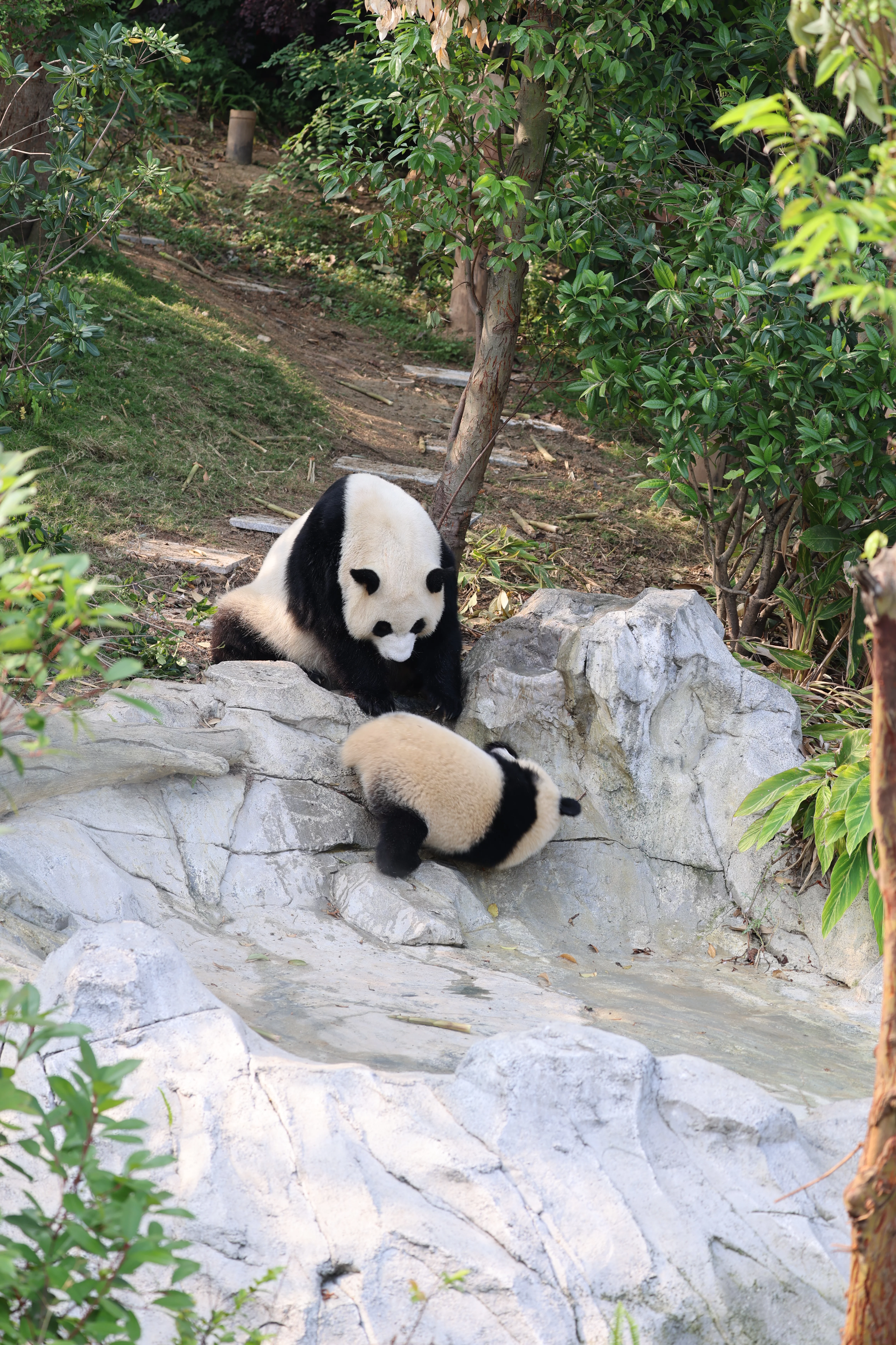 Chengdu Research Base of Giant Panda Breeding