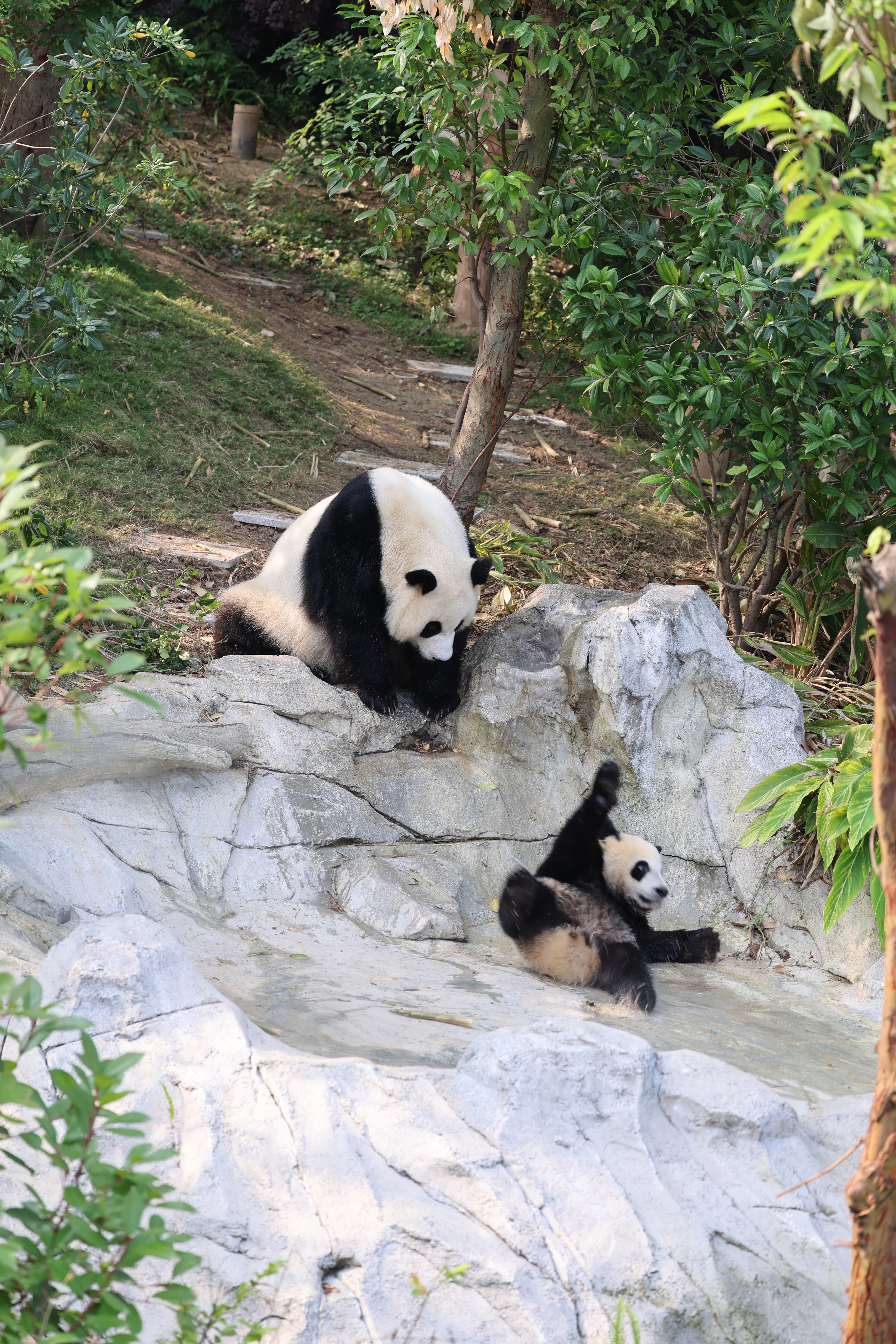 Chengdu Research Base of Giant Panda Breeding