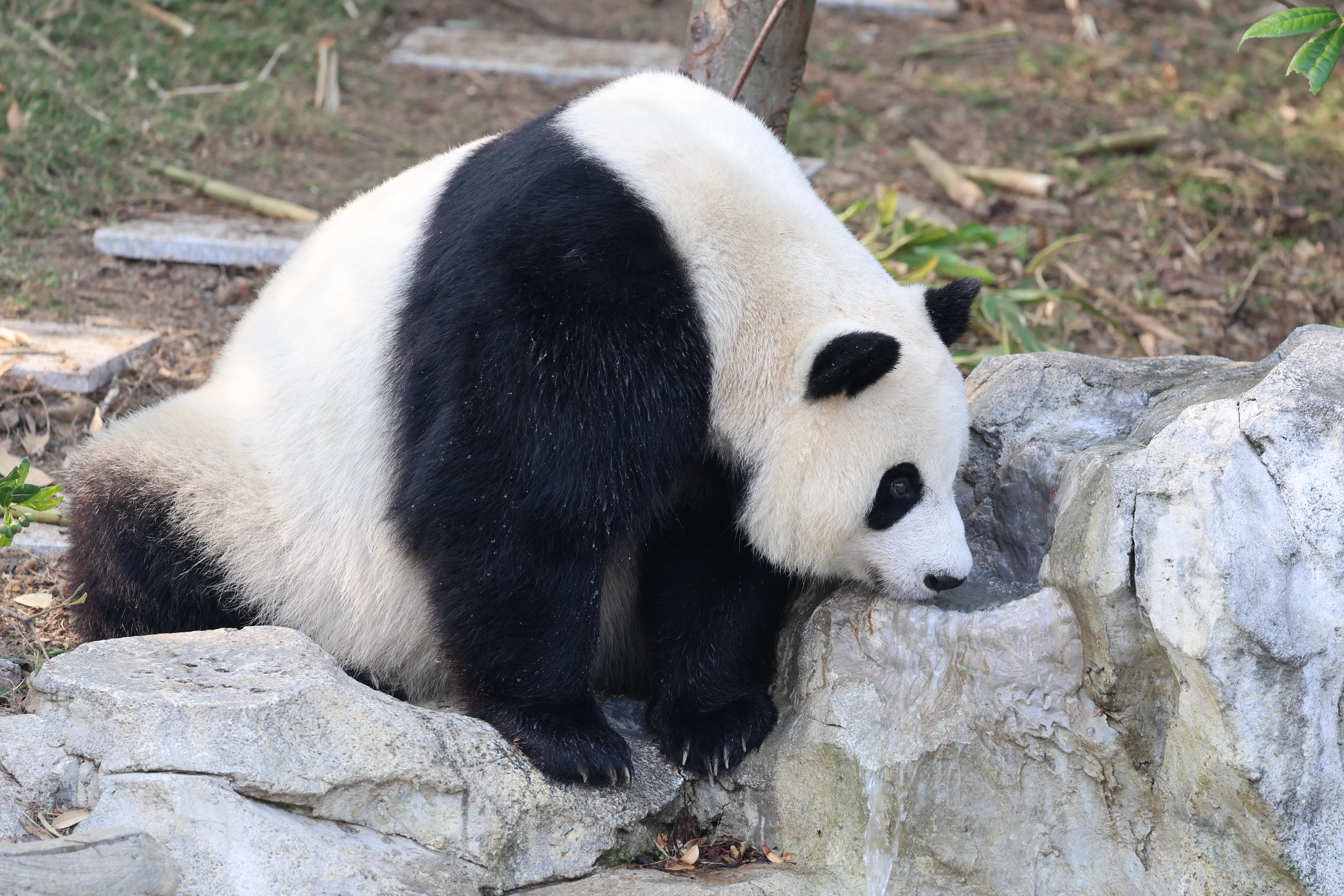 Chengdu Research Base of Giant Panda Breeding
