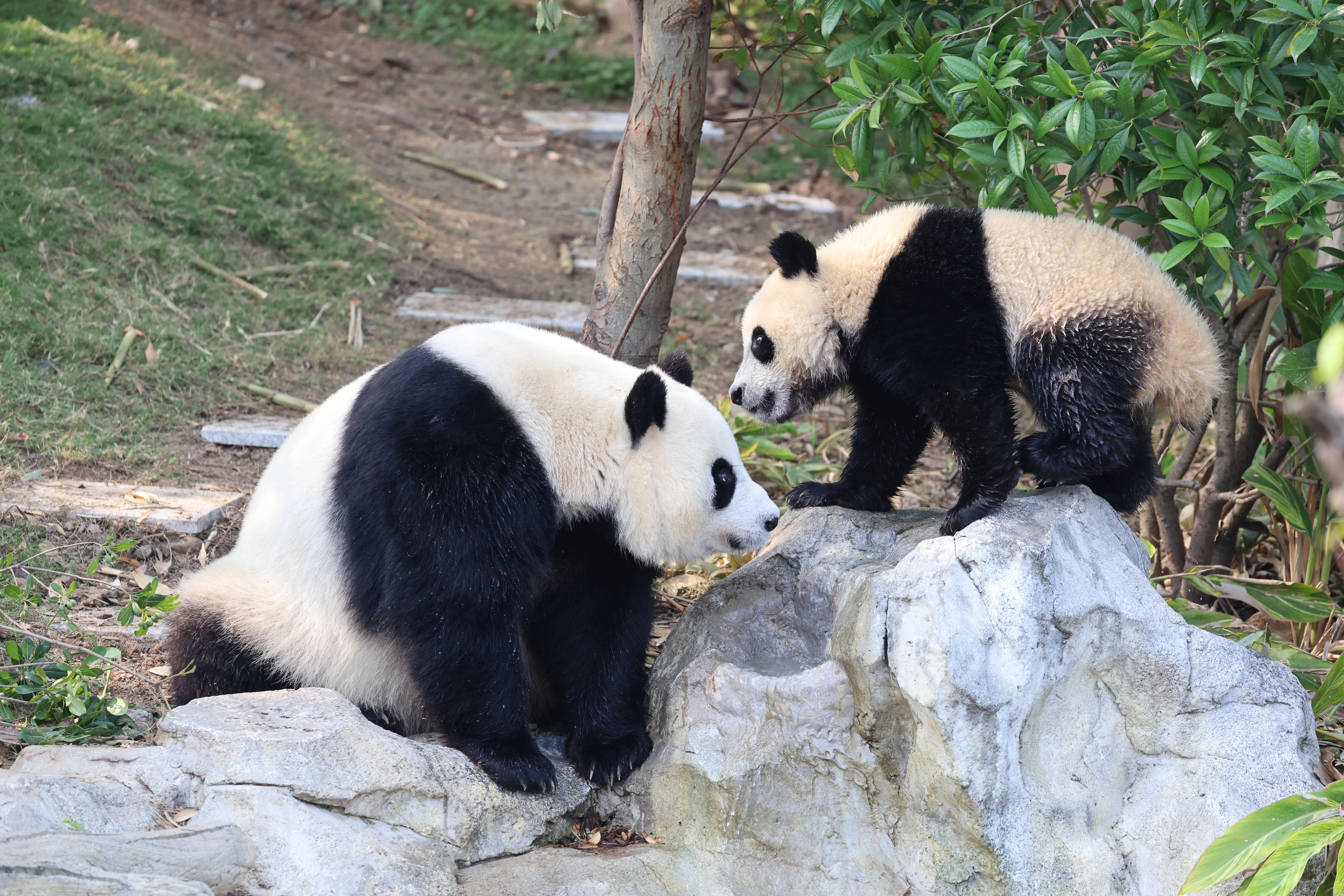 Chengdu Research Base of Giant Panda Breeding
