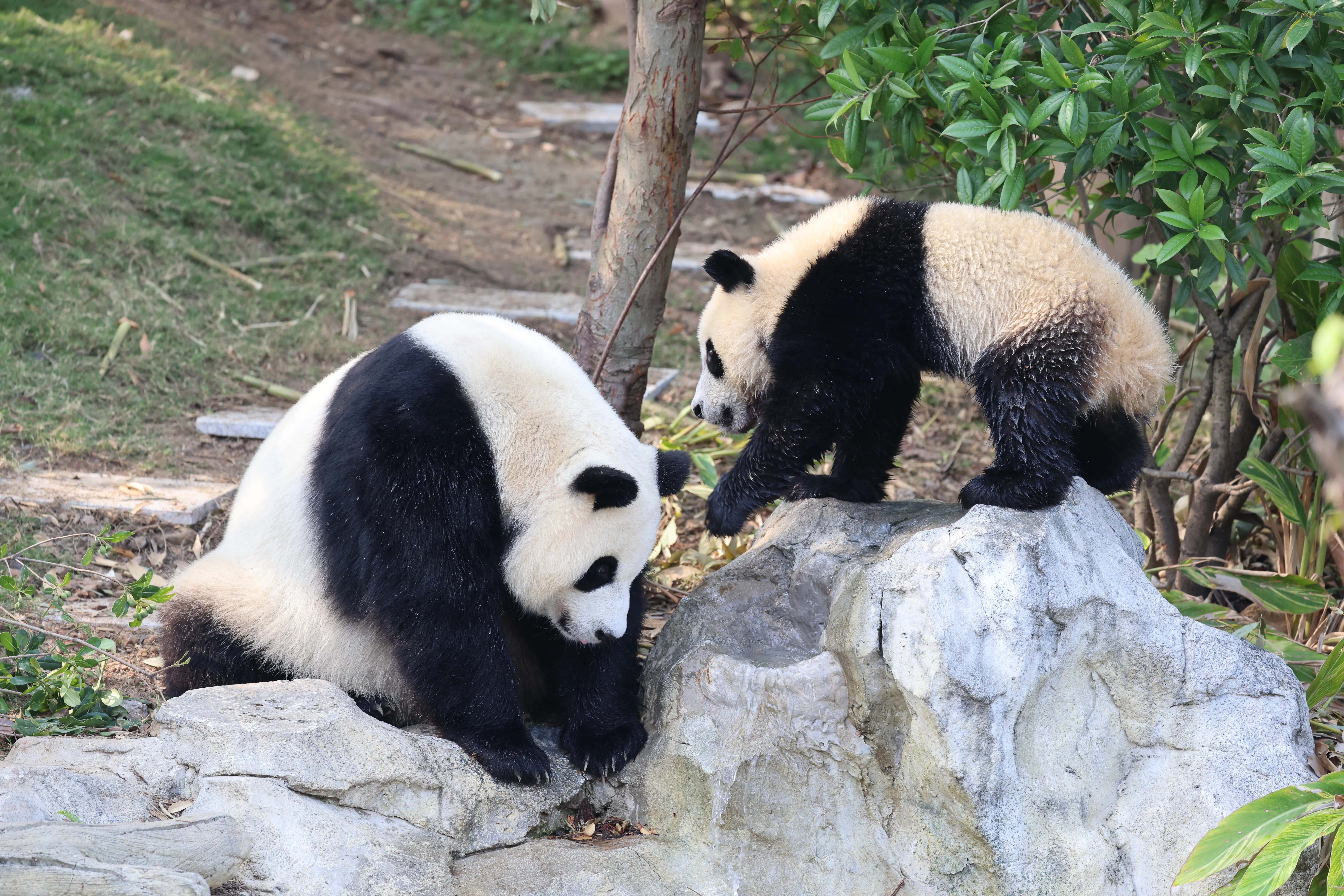 Chengdu Research Base of Giant Panda Breeding