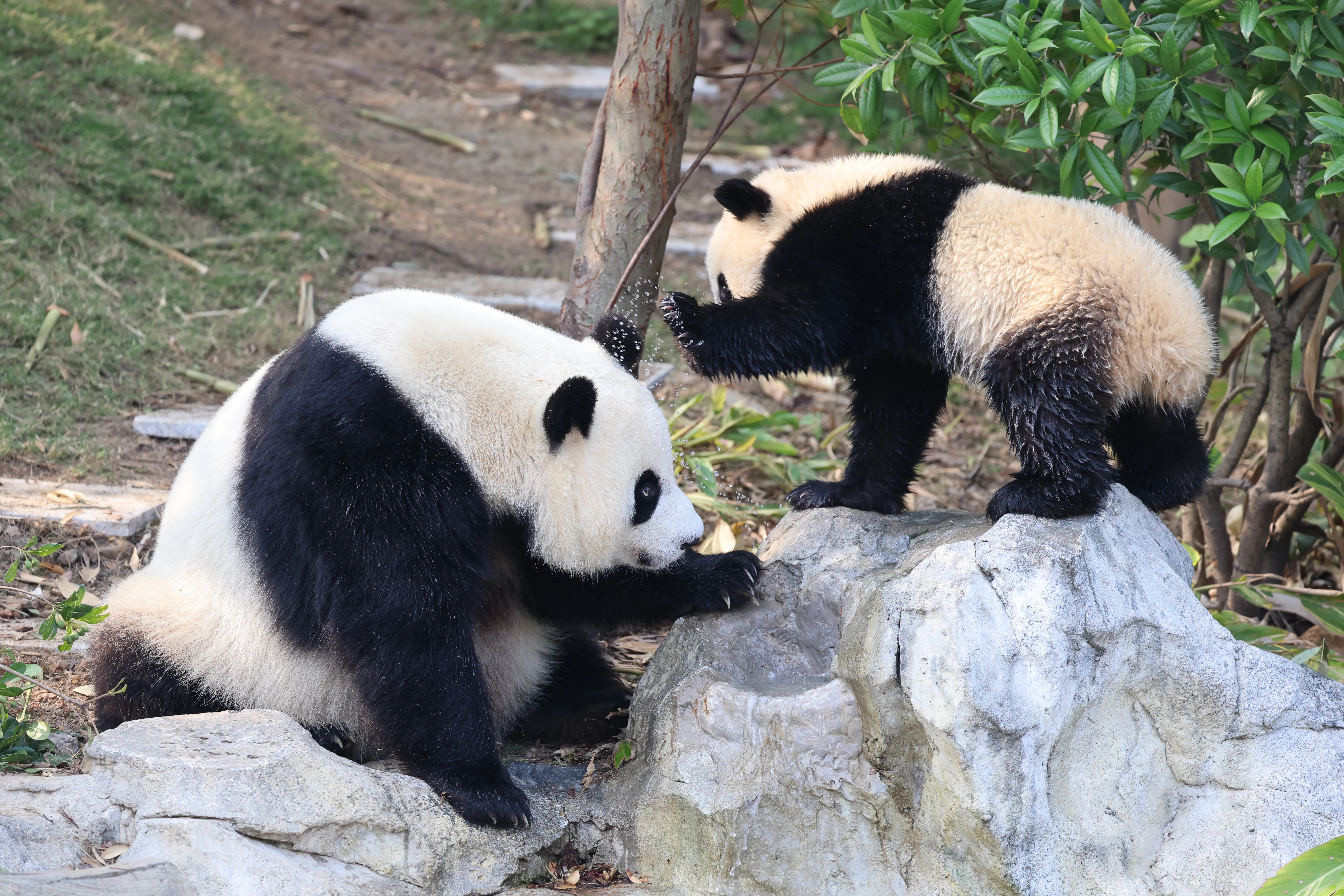 Chengdu Research Base of Giant Panda Breeding