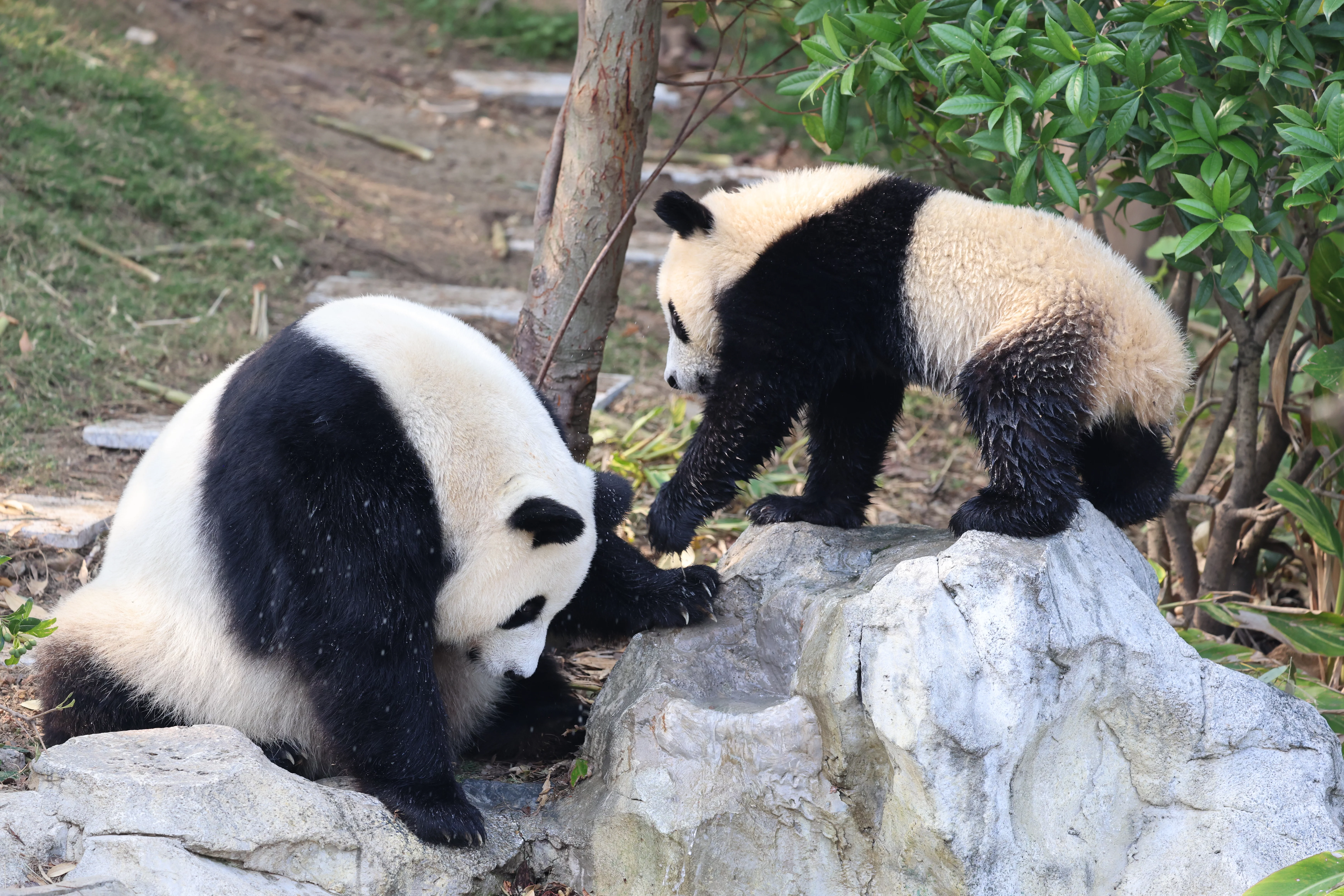 Chengdu Research Base of Giant Panda Breeding