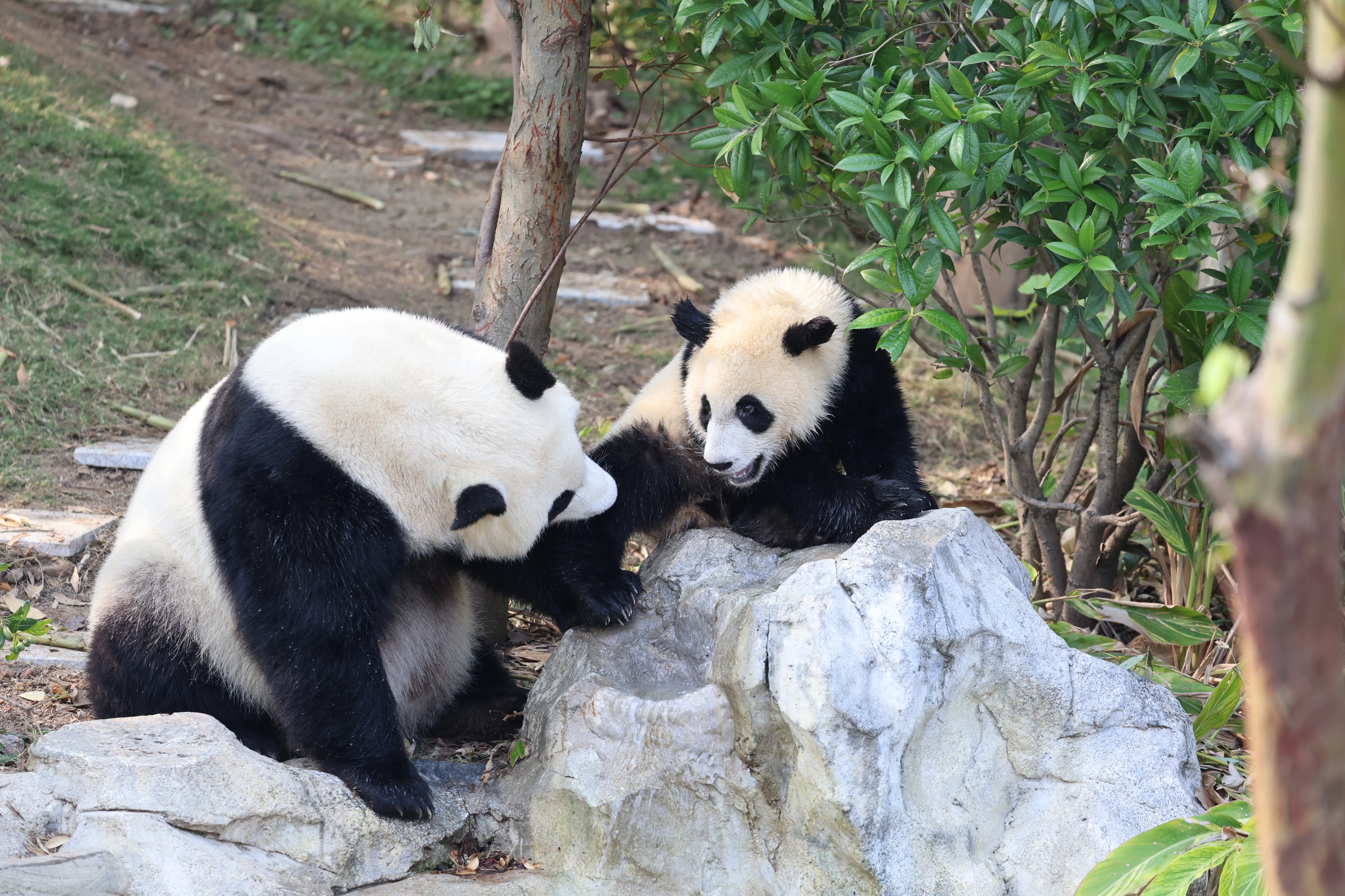 Chengdu Research Base of Giant Panda Breeding
