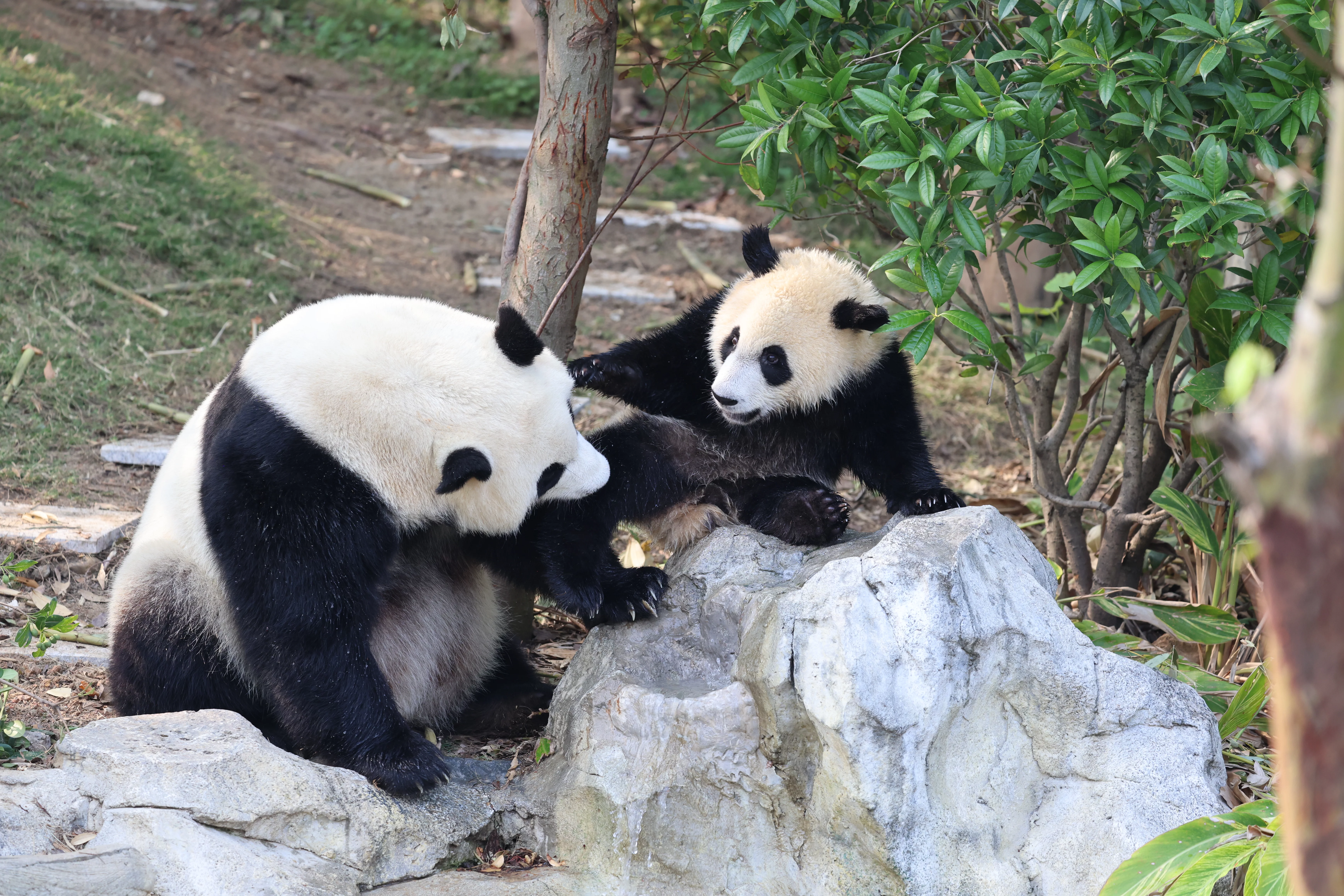 Chengdu Research Base of Giant Panda Breeding