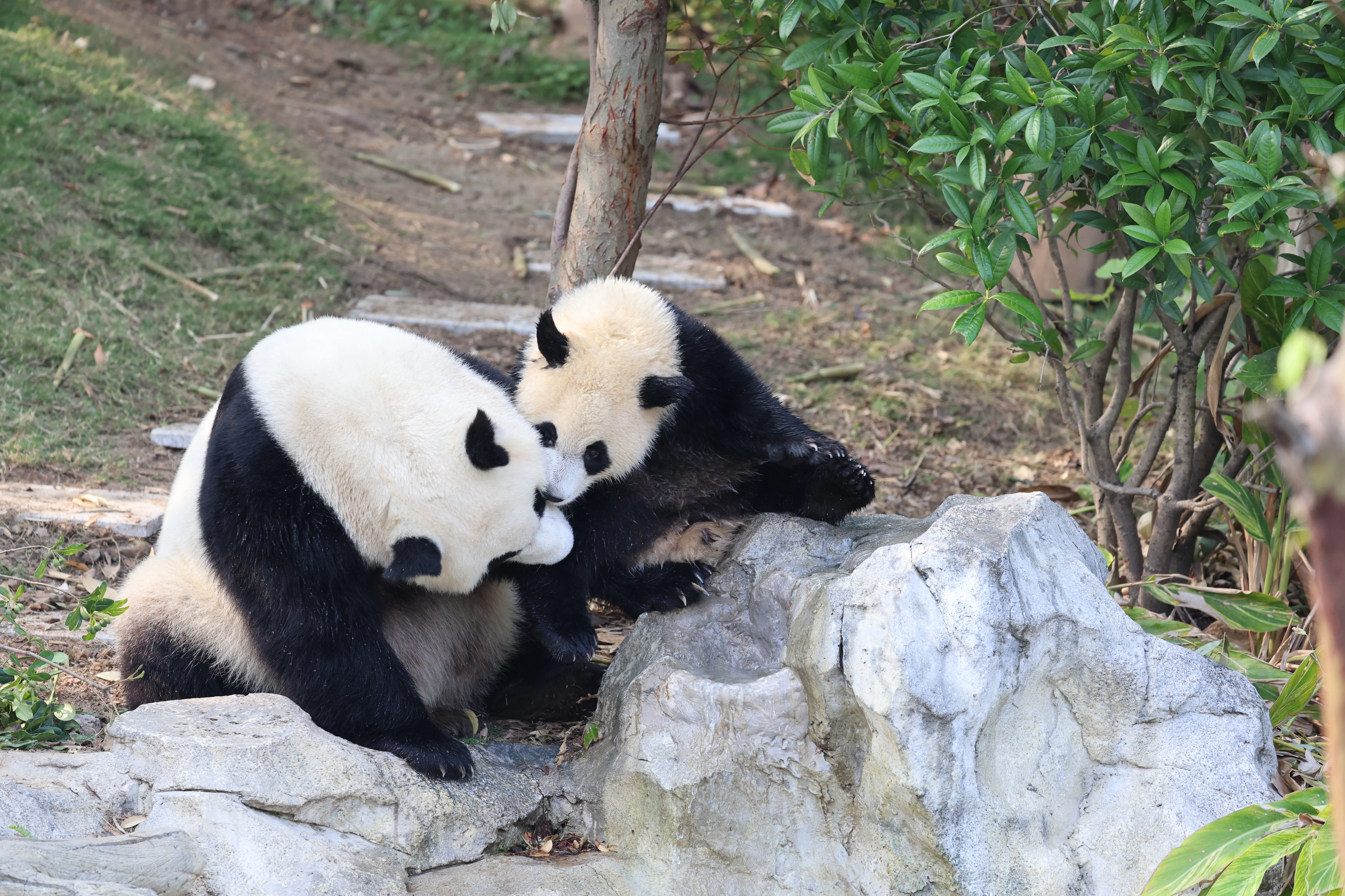 Chengdu Research Base of Giant Panda Breeding