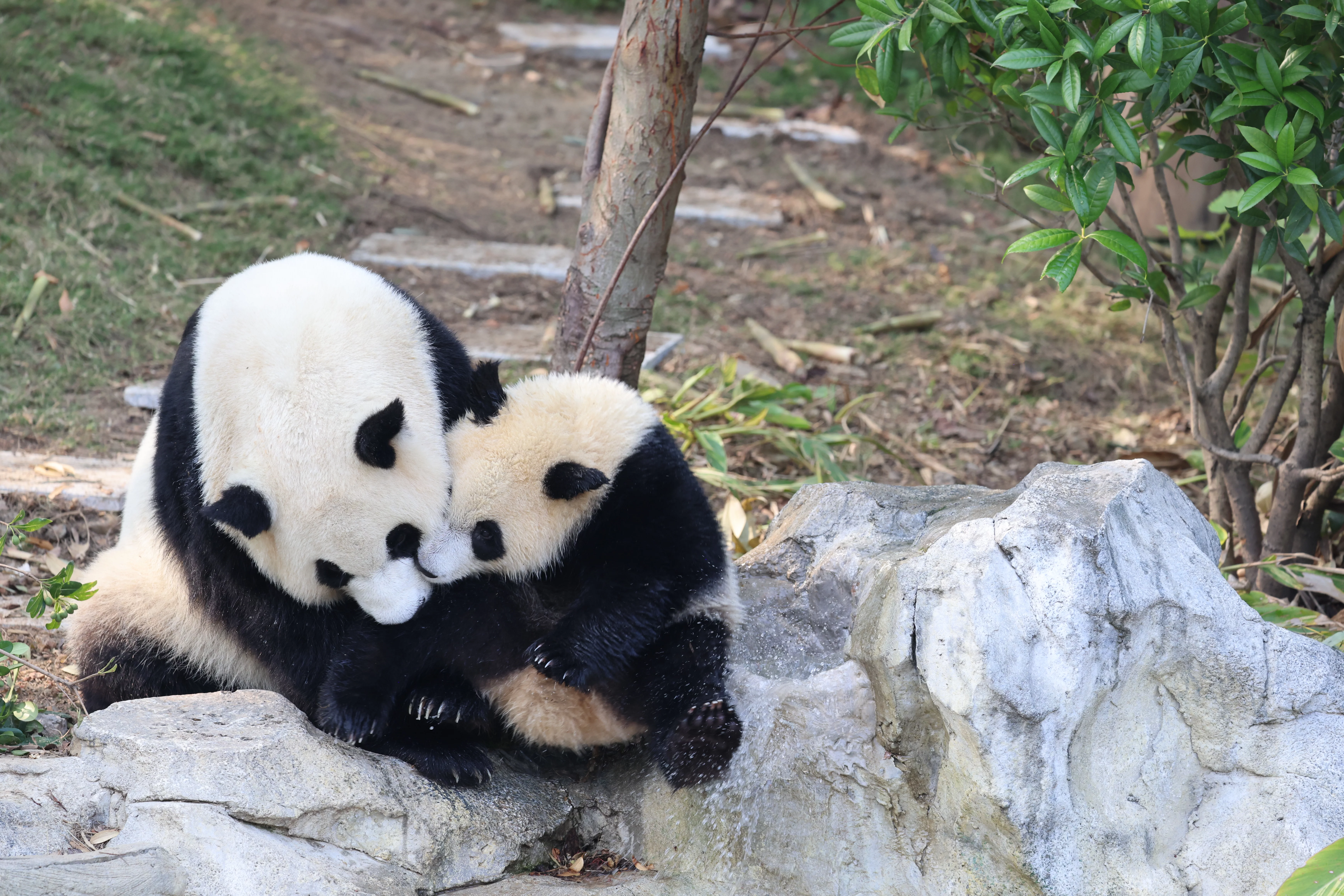 Chengdu Research Base of Giant Panda Breeding