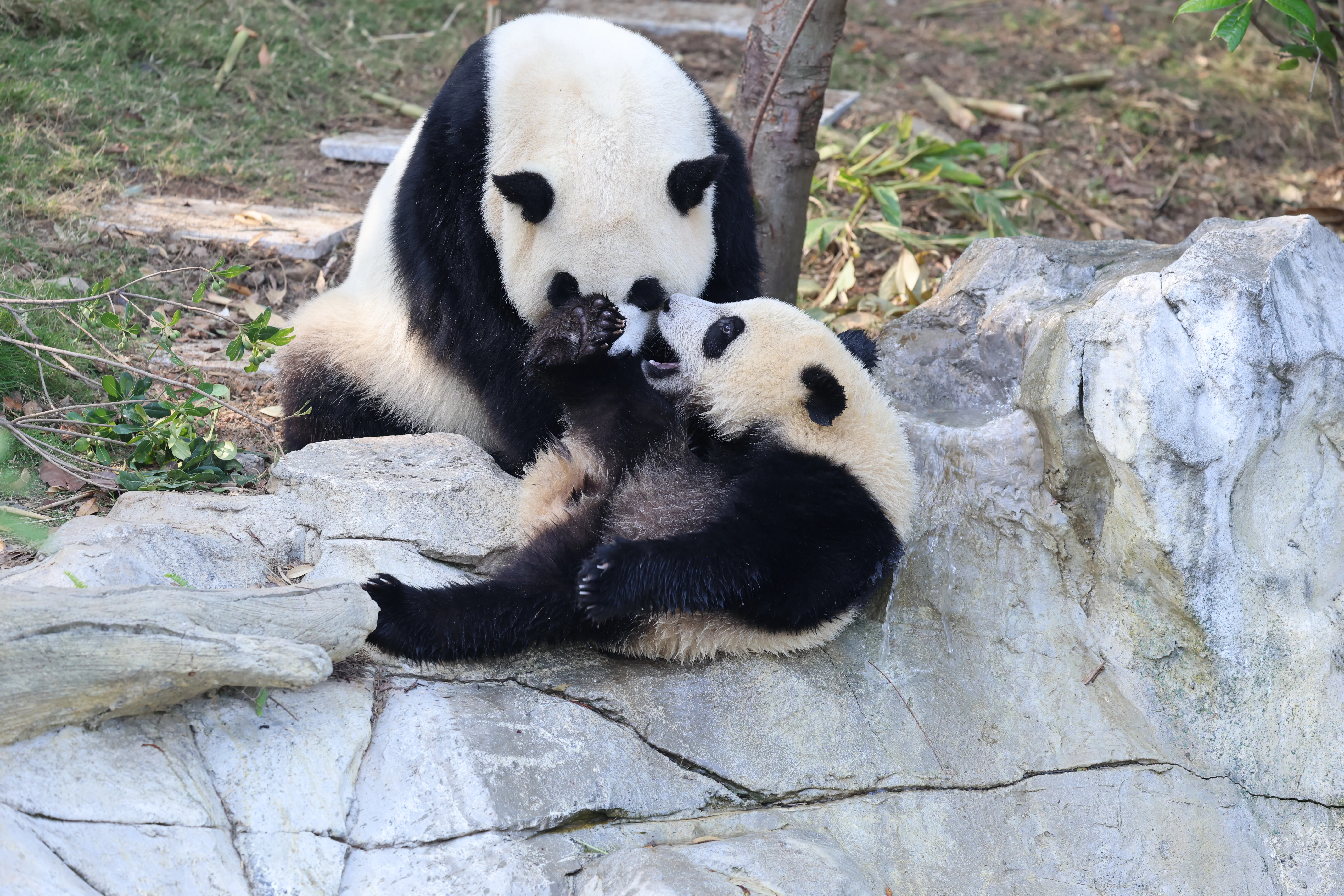 Chengdu Research Base of Giant Panda Breeding