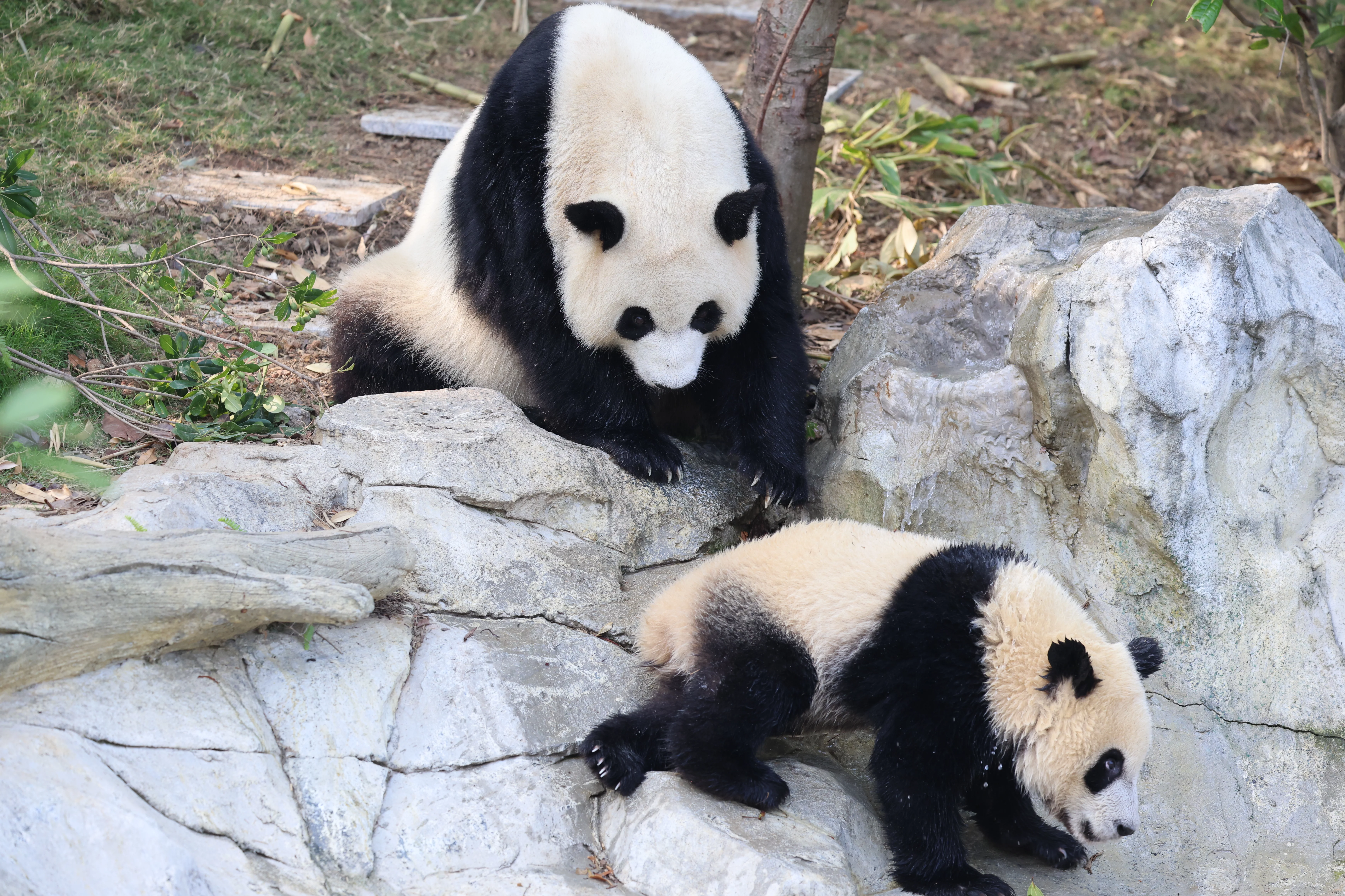 Chengdu Research Base of Giant Panda Breeding