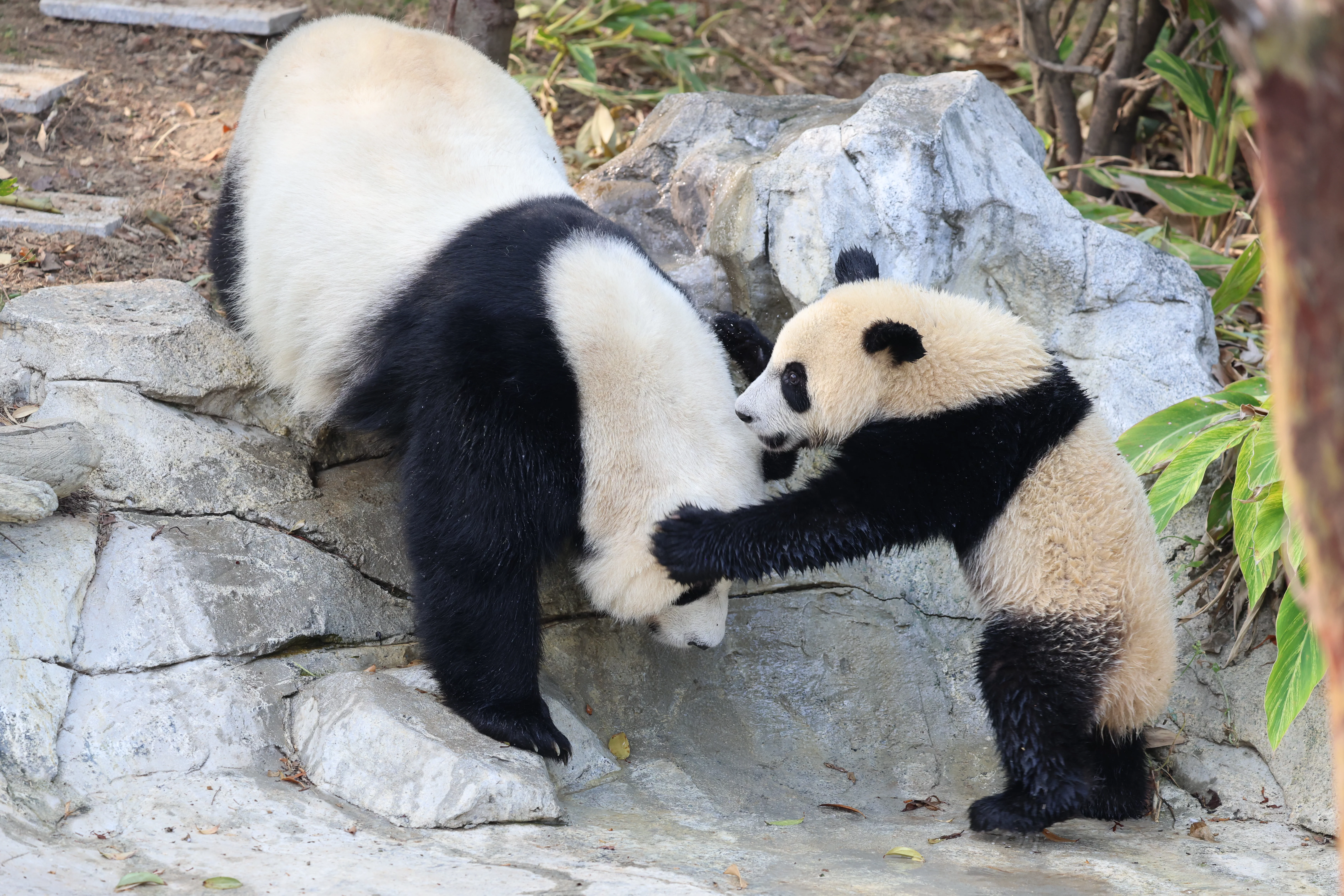 Chengdu Research Base of Giant Panda Breeding