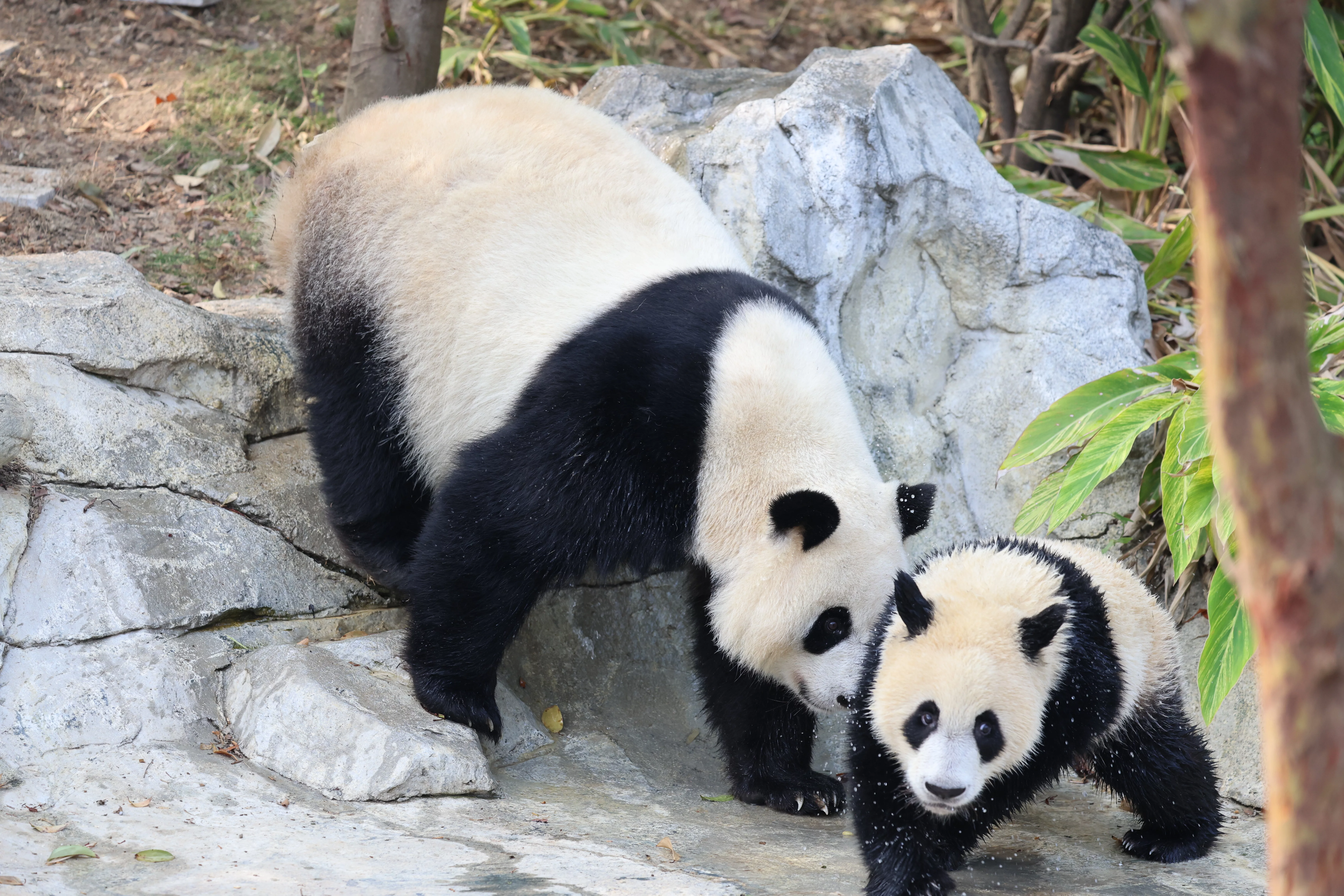 Chengdu Research Base of Giant Panda Breeding