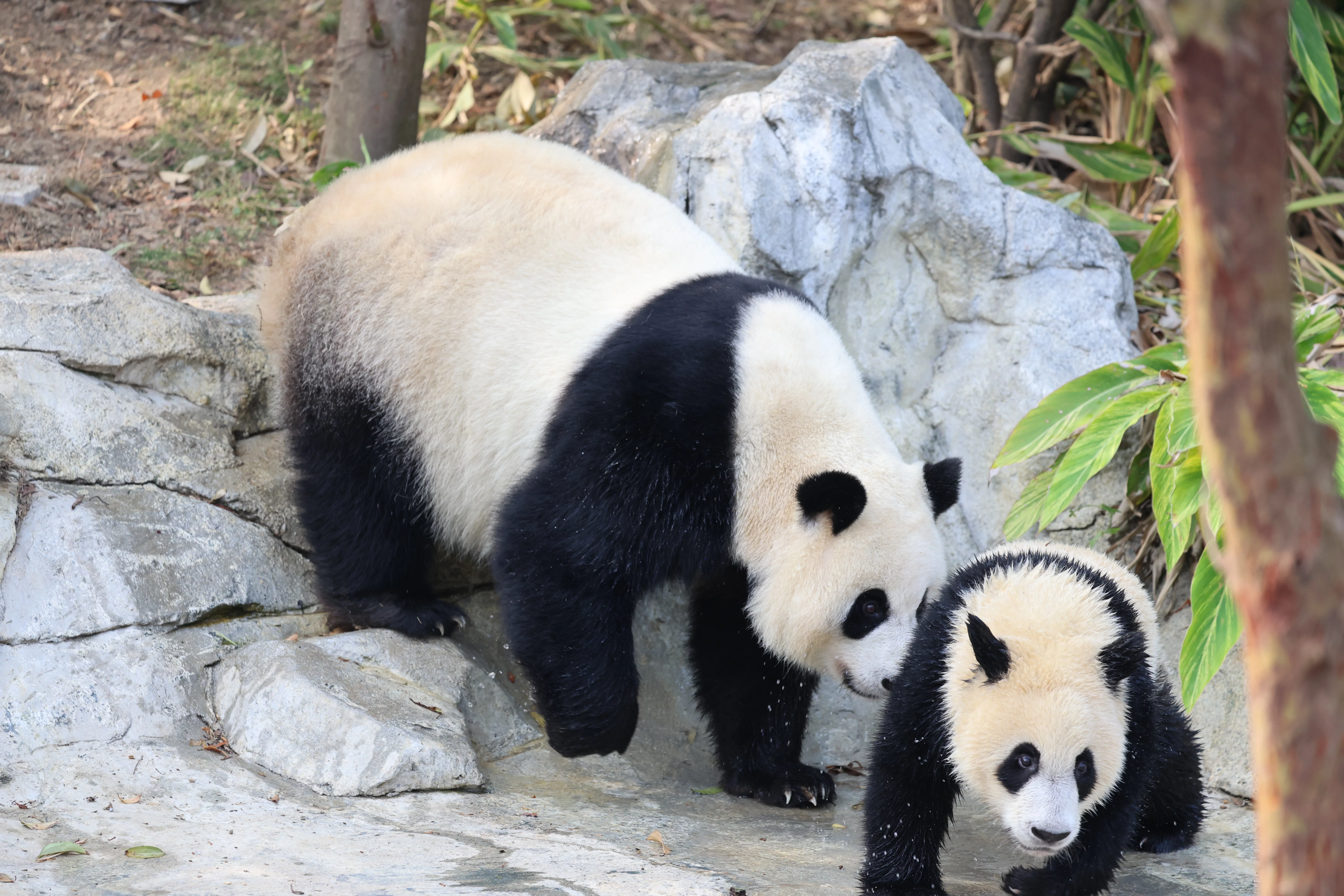 Chengdu Research Base of Giant Panda Breeding