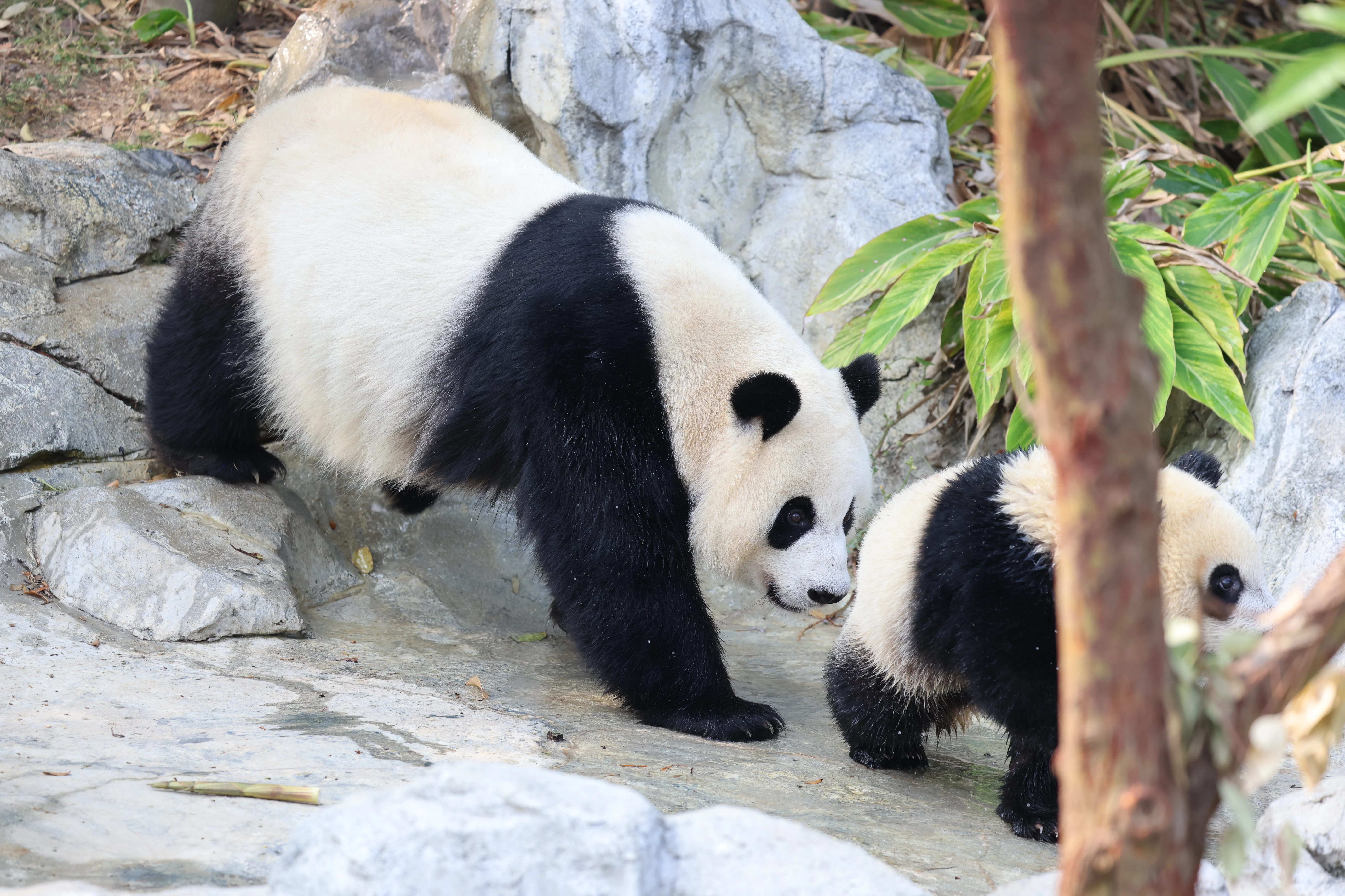 Chengdu Research Base of Giant Panda Breeding