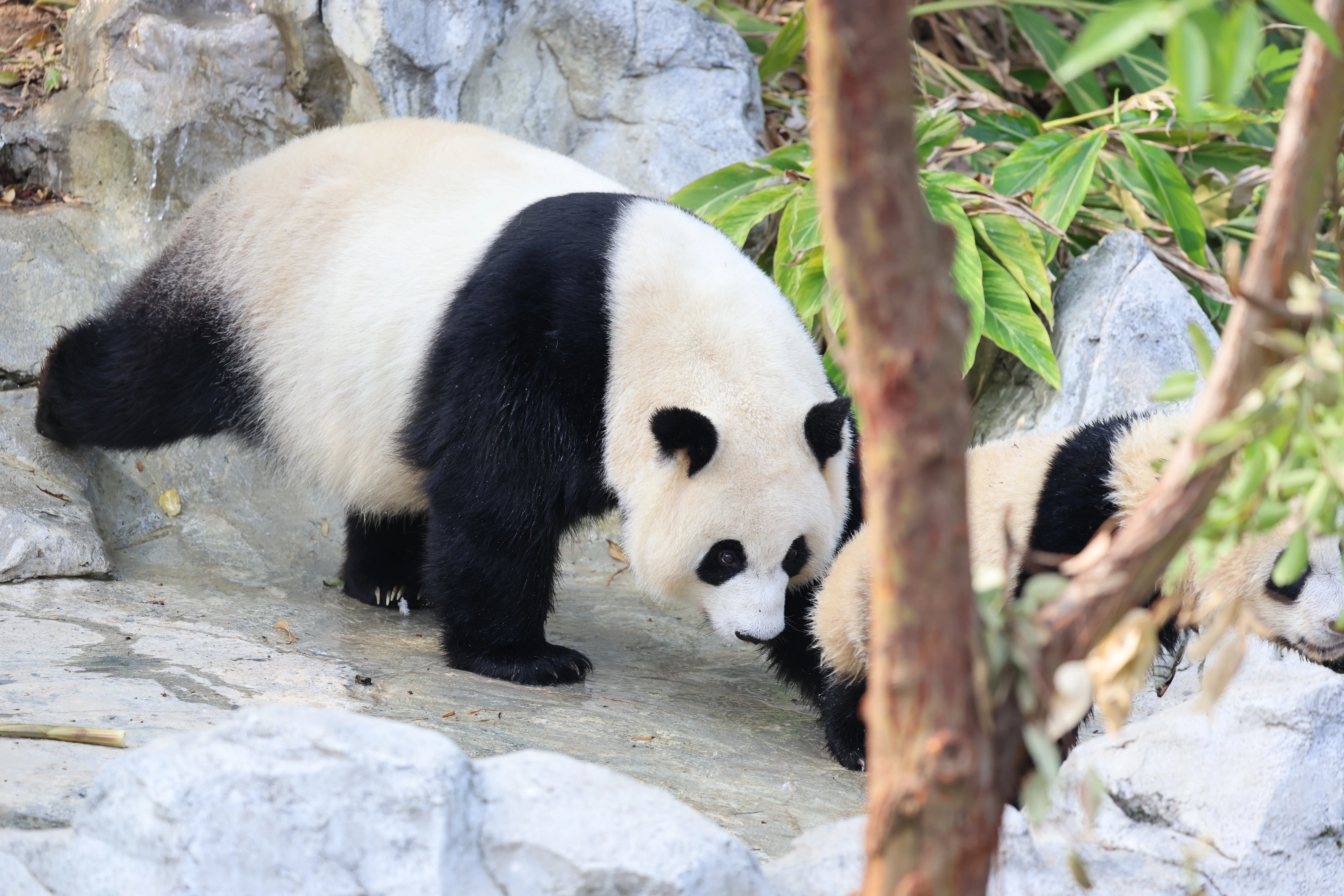 Chengdu Research Base of Giant Panda Breeding