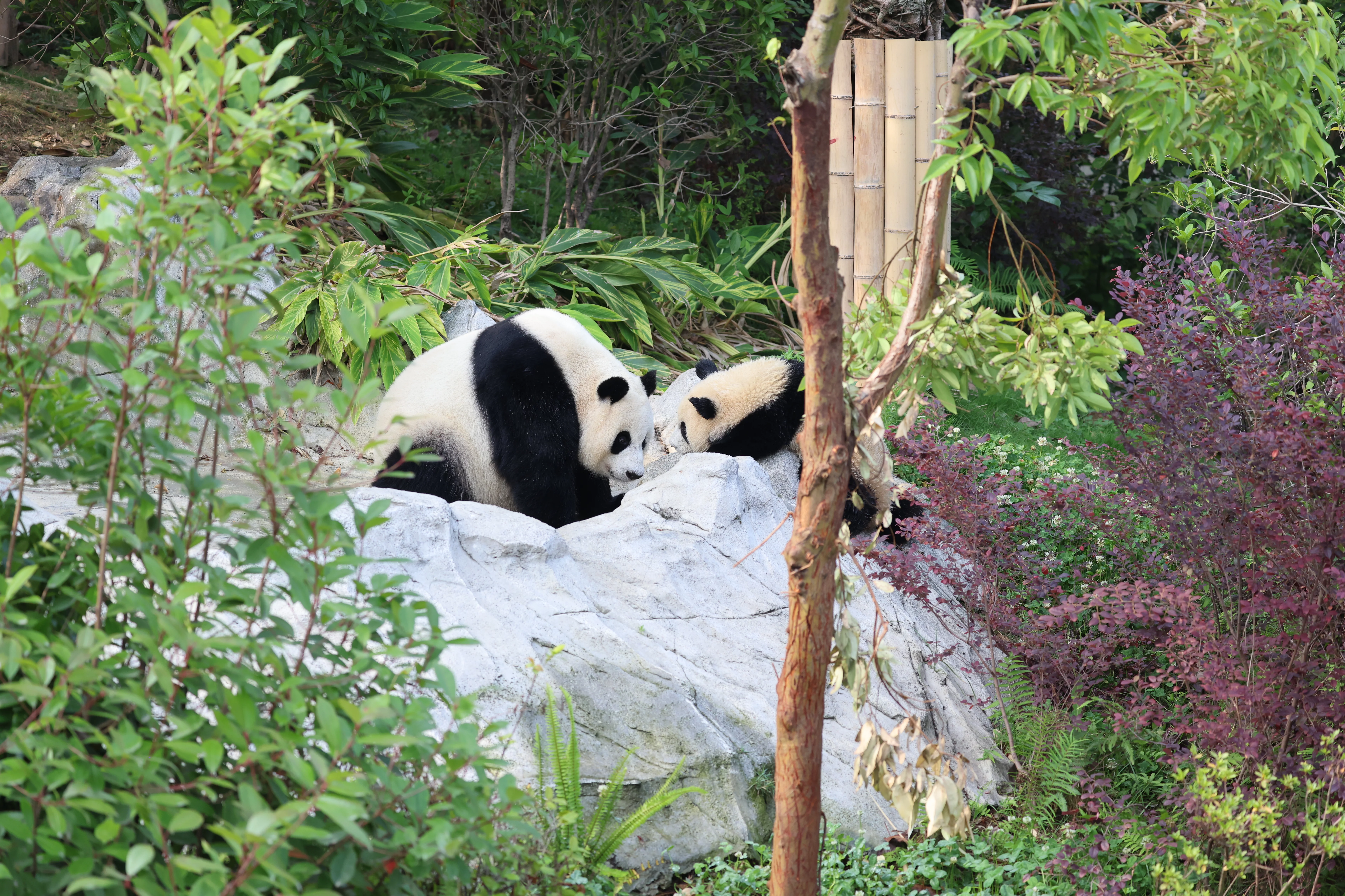Chengdu Research Base of Giant Panda Breeding