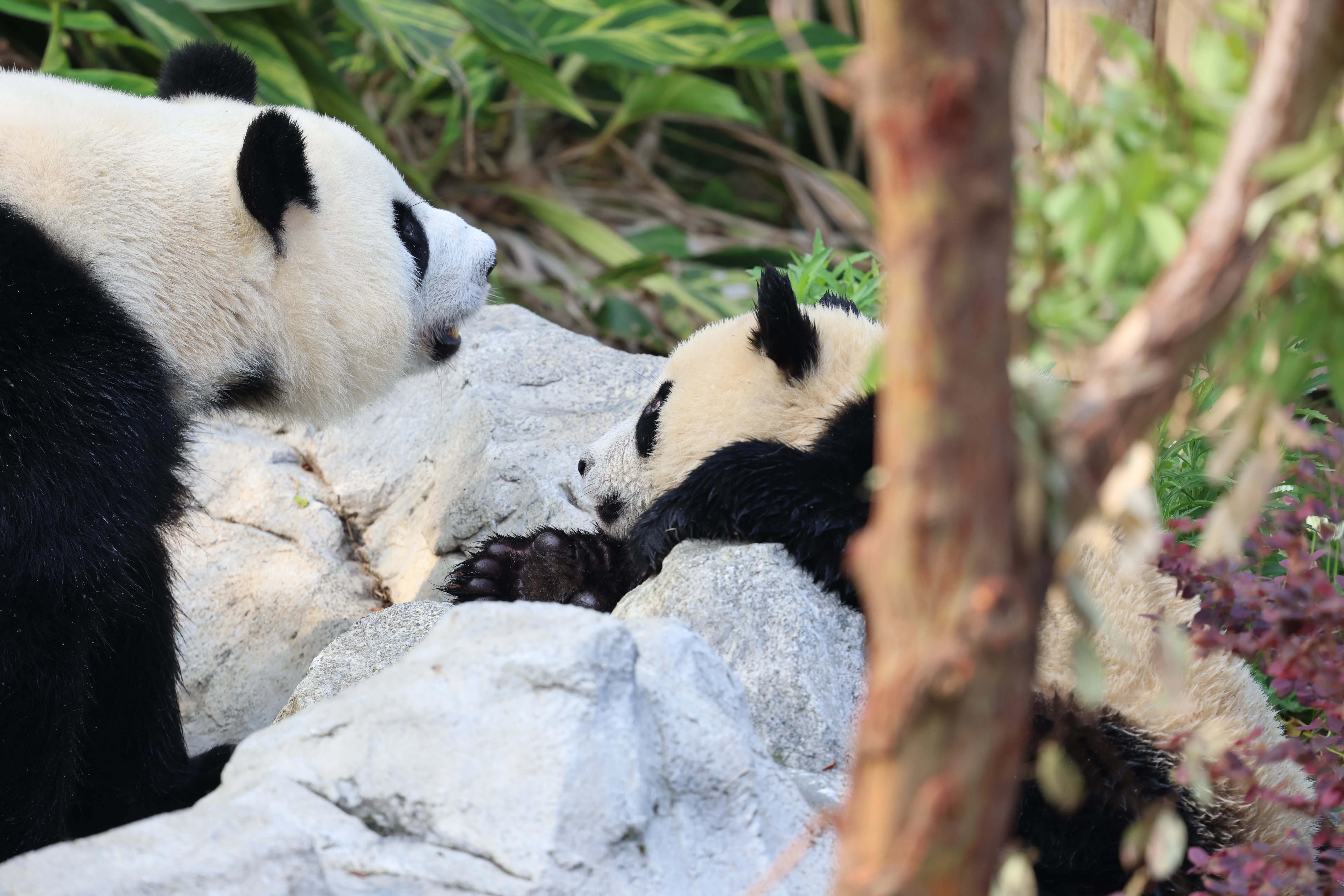 Chengdu Research Base of Giant Panda Breeding