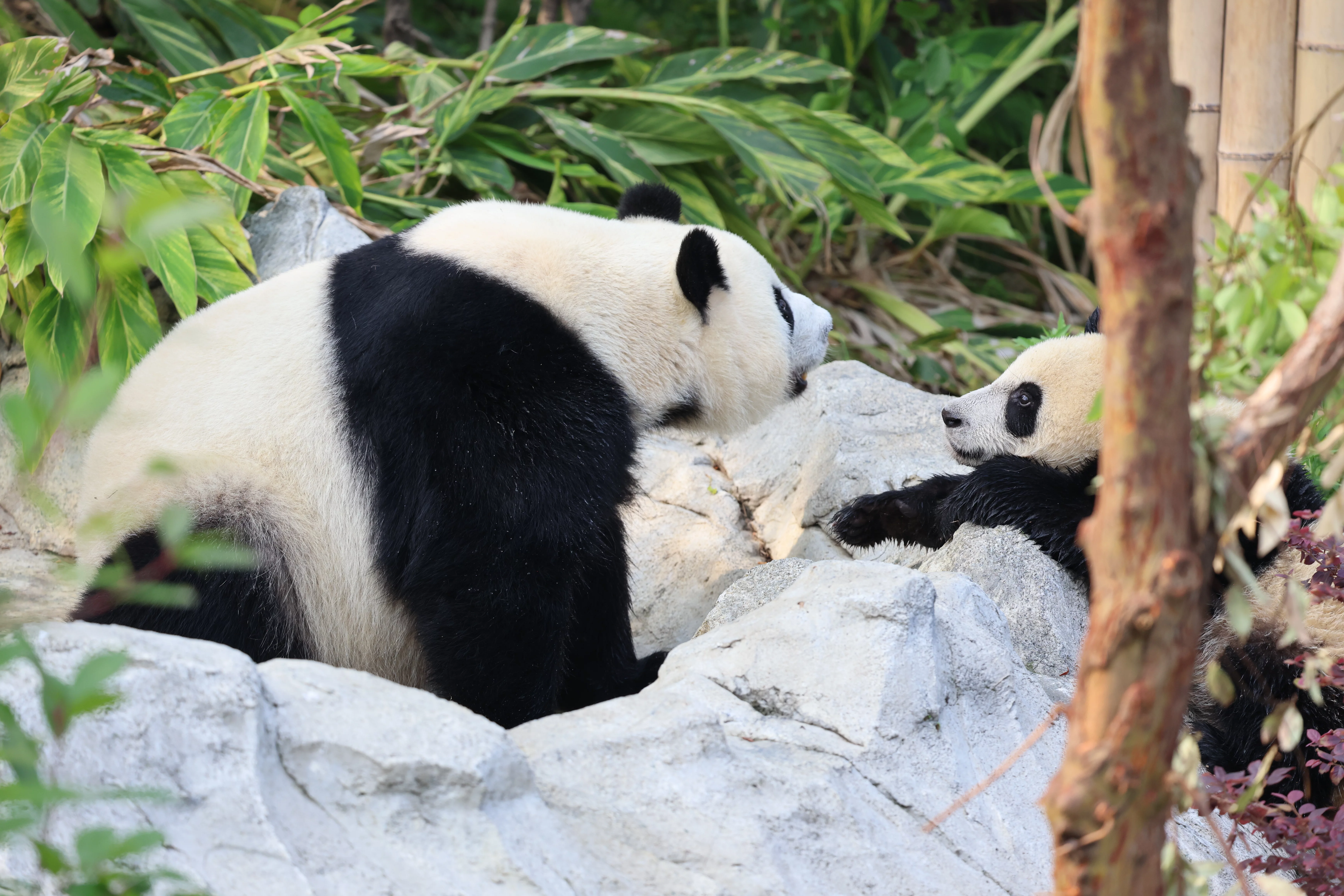 Chengdu Research Base of Giant Panda Breeding