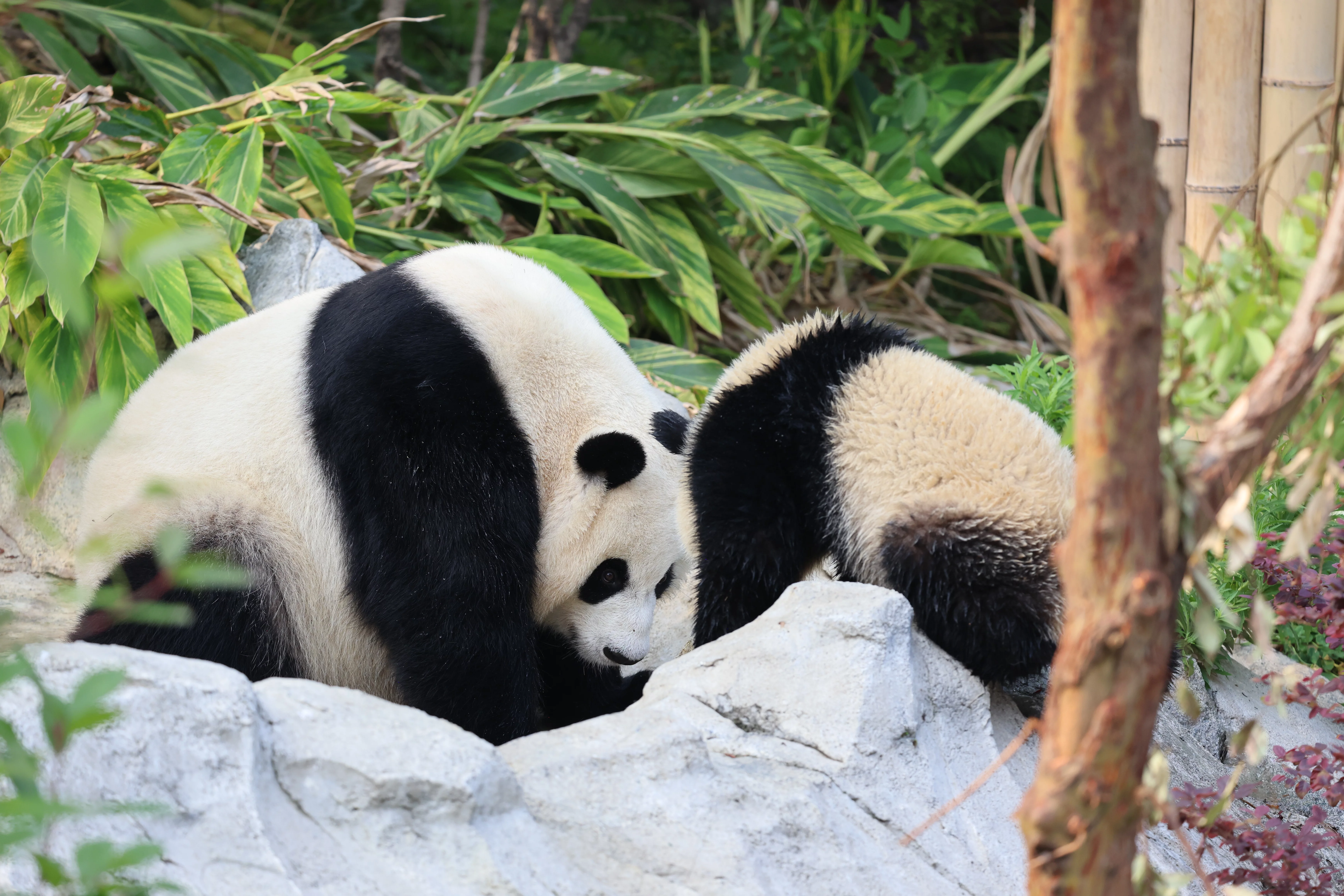 Chengdu Research Base of Giant Panda Breeding