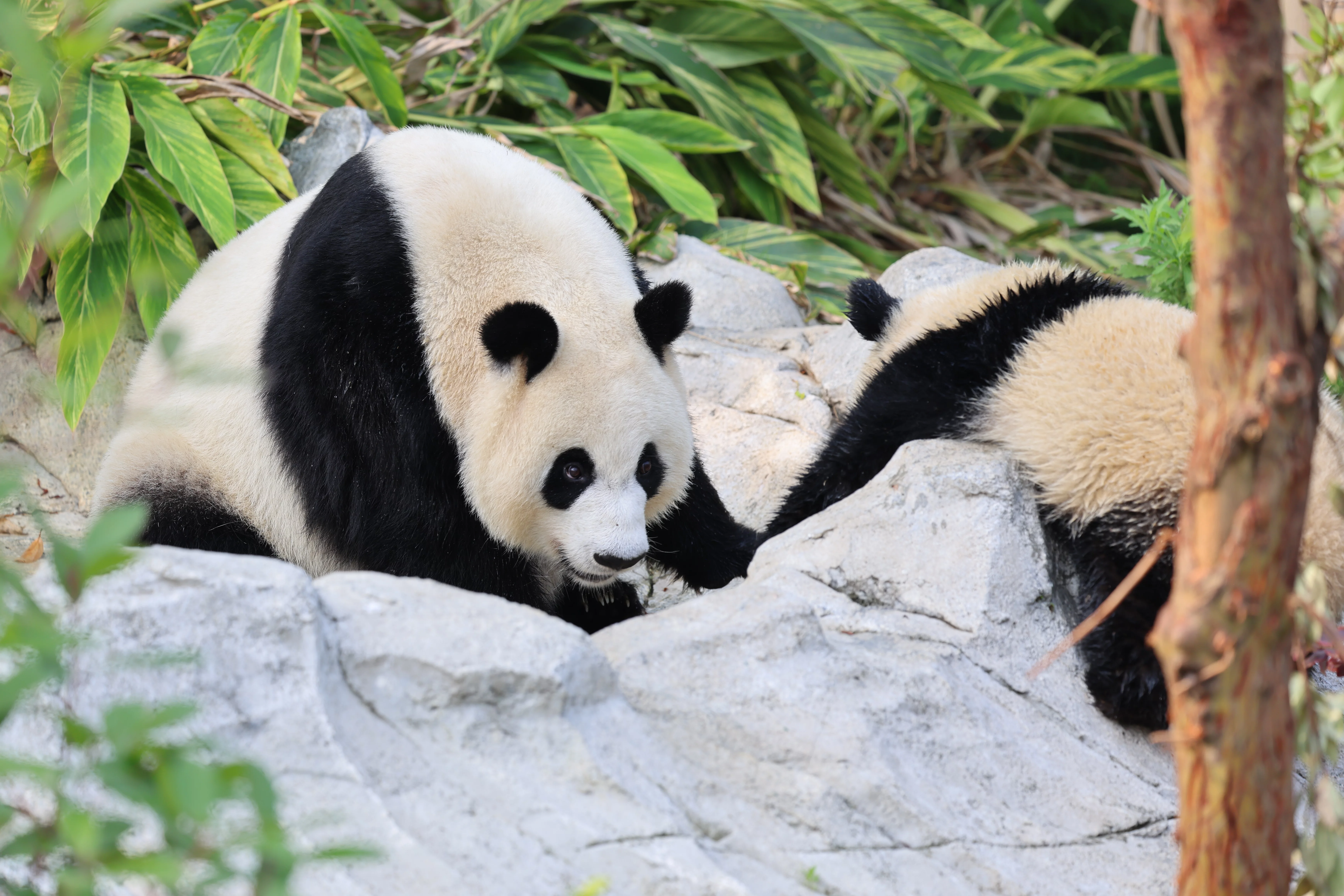 Chengdu Research Base of Giant Panda Breeding