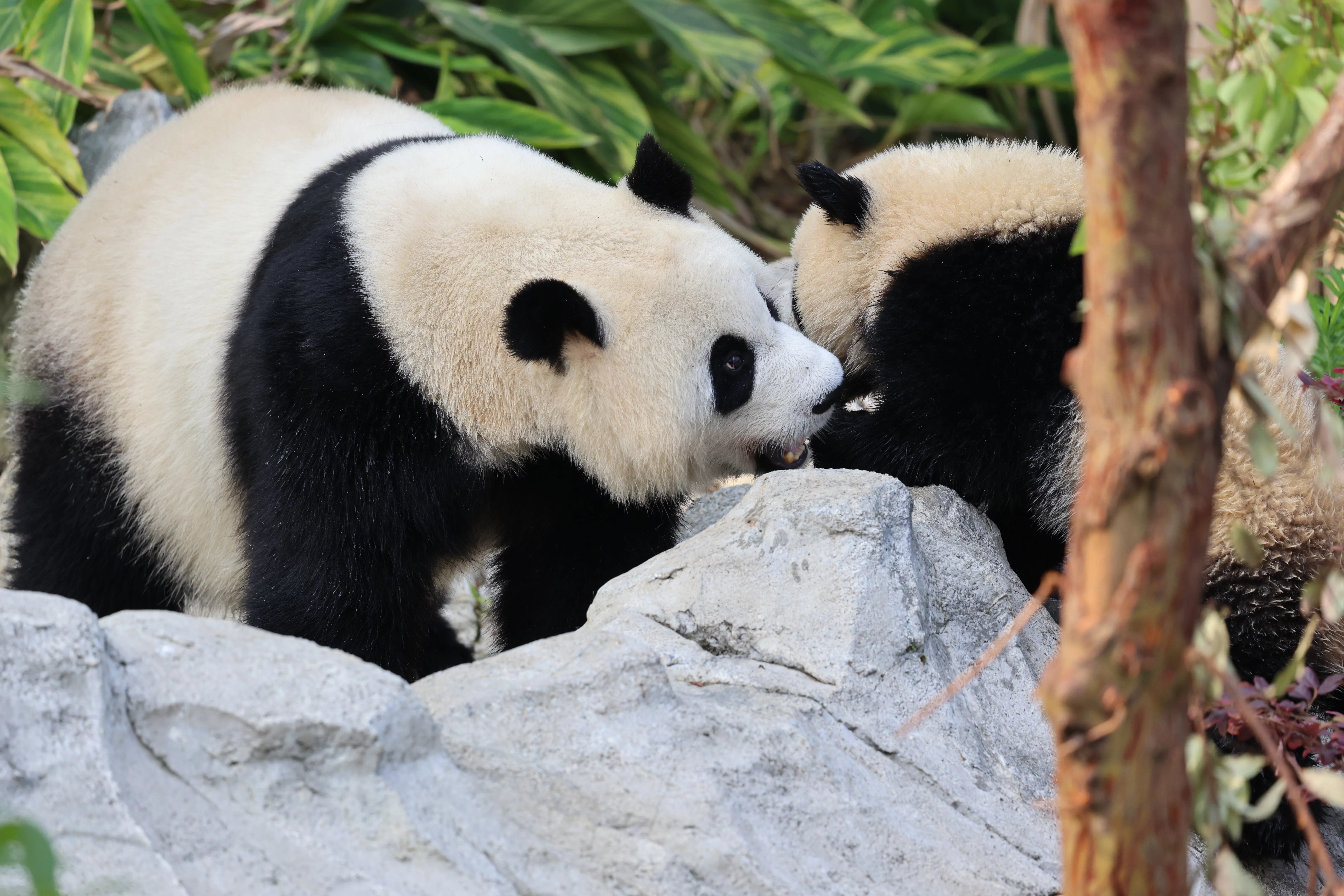 Chengdu Research Base of Giant Panda Breeding
