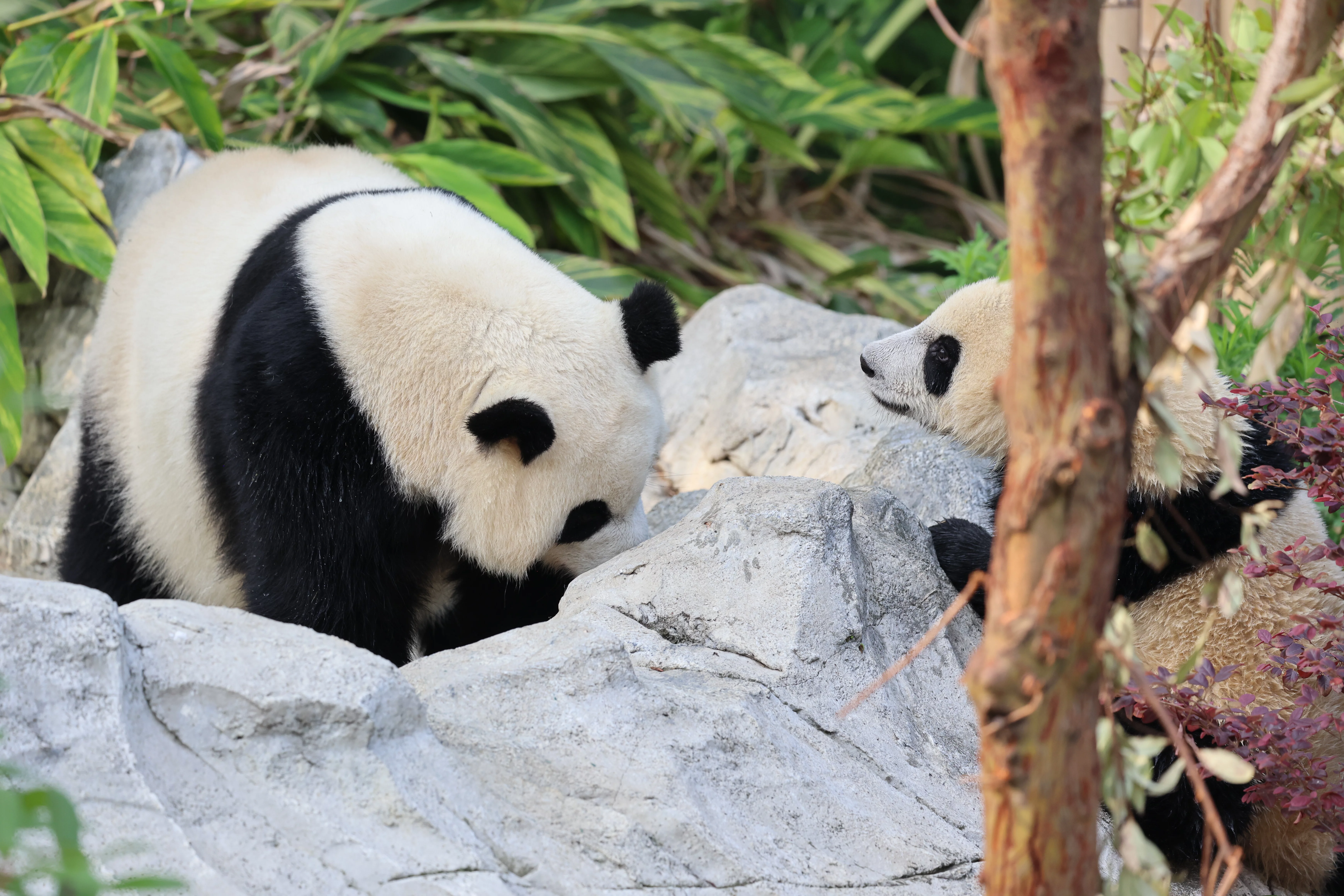 Chengdu Research Base of Giant Panda Breeding