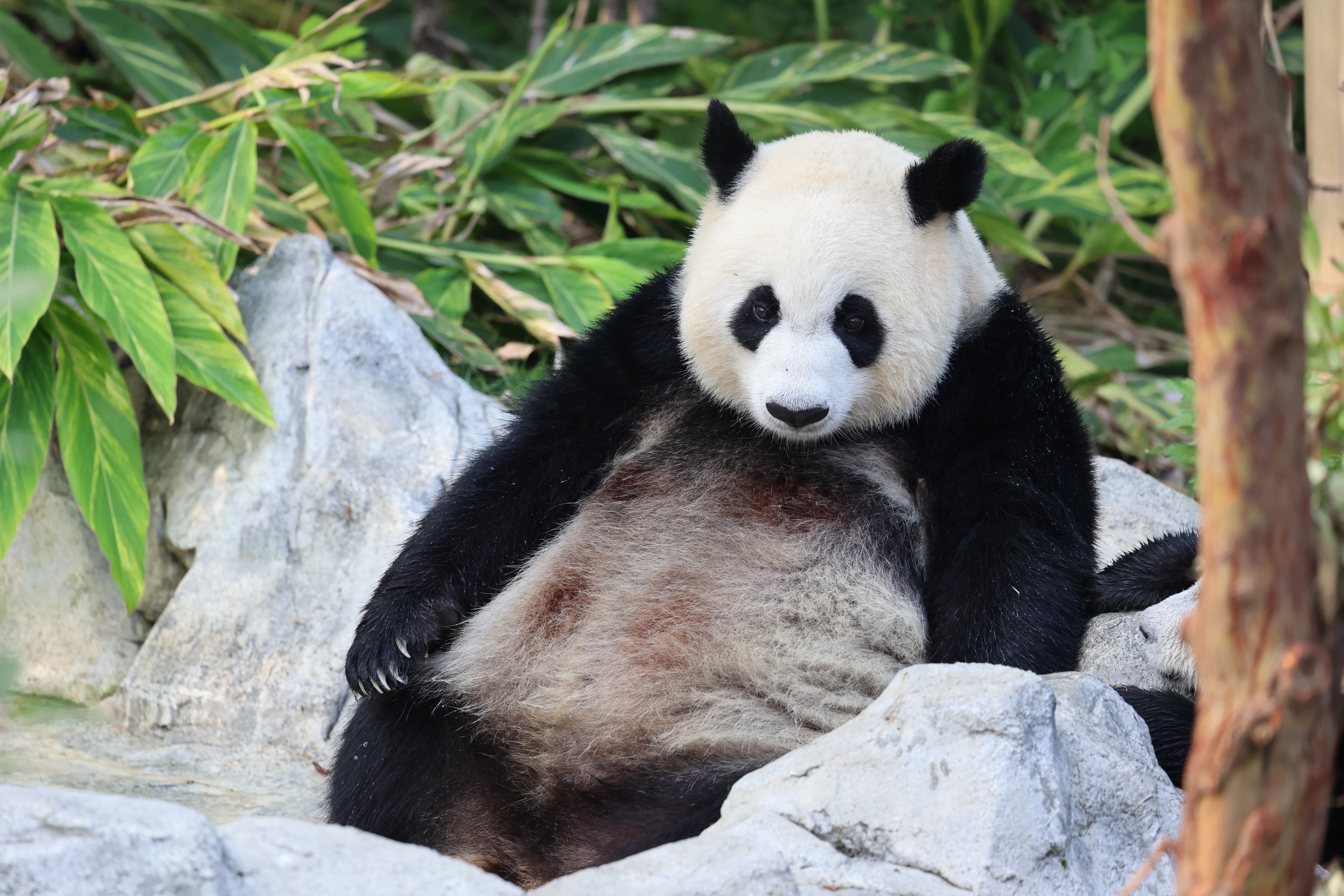 Chengdu Research Base of Giant Panda Breeding