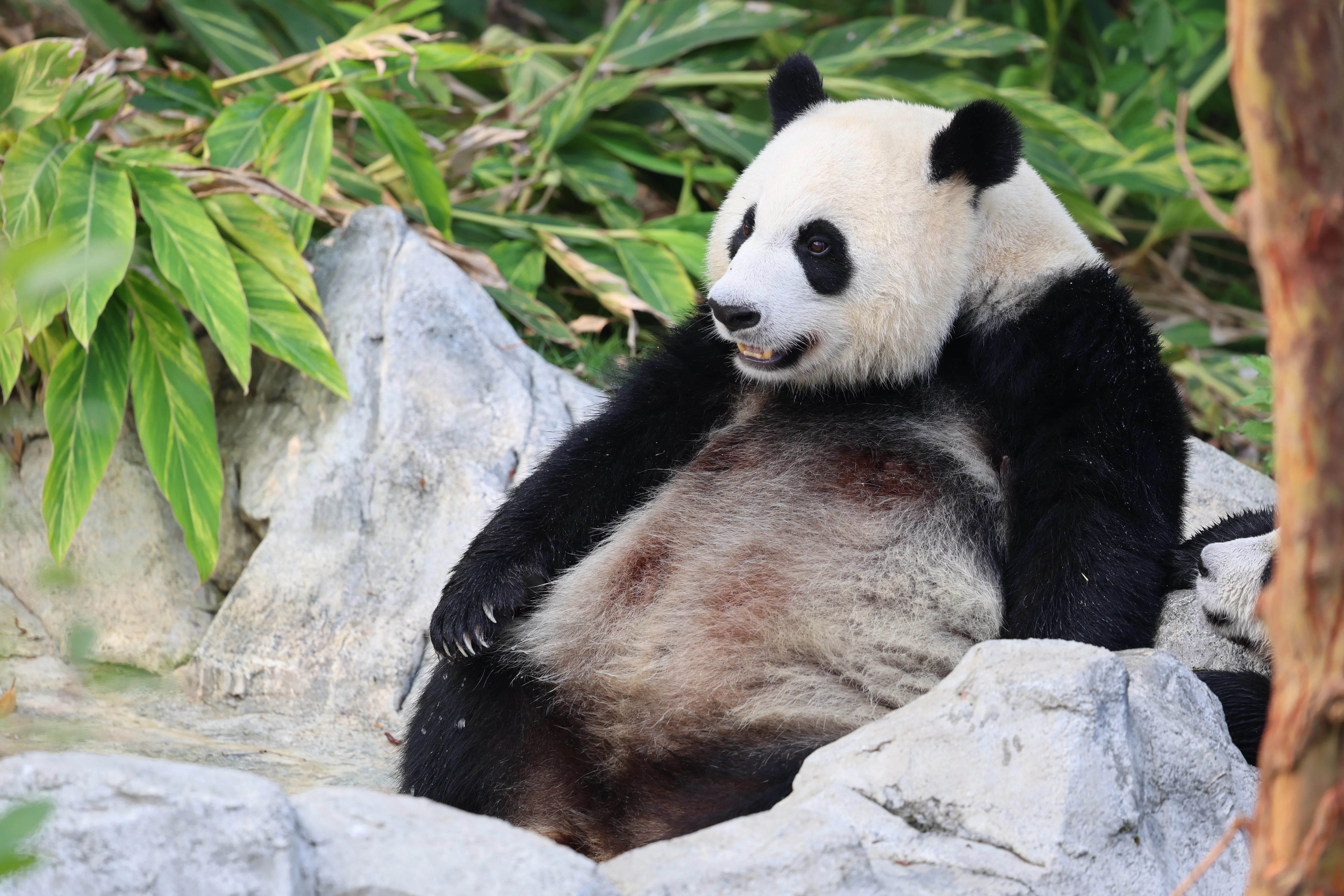 Chengdu Research Base of Giant Panda Breeding