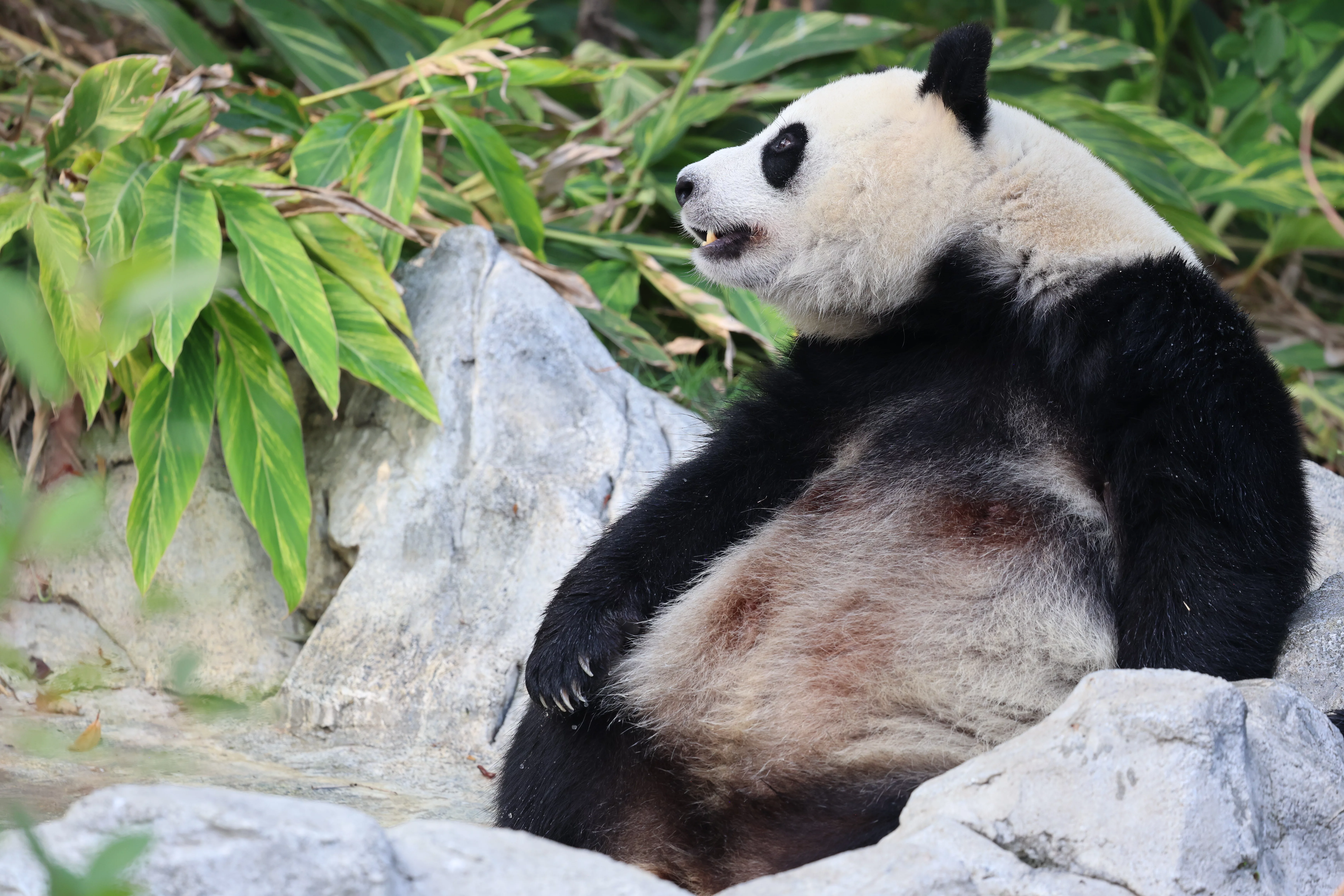 Chengdu Research Base of Giant Panda Breeding
