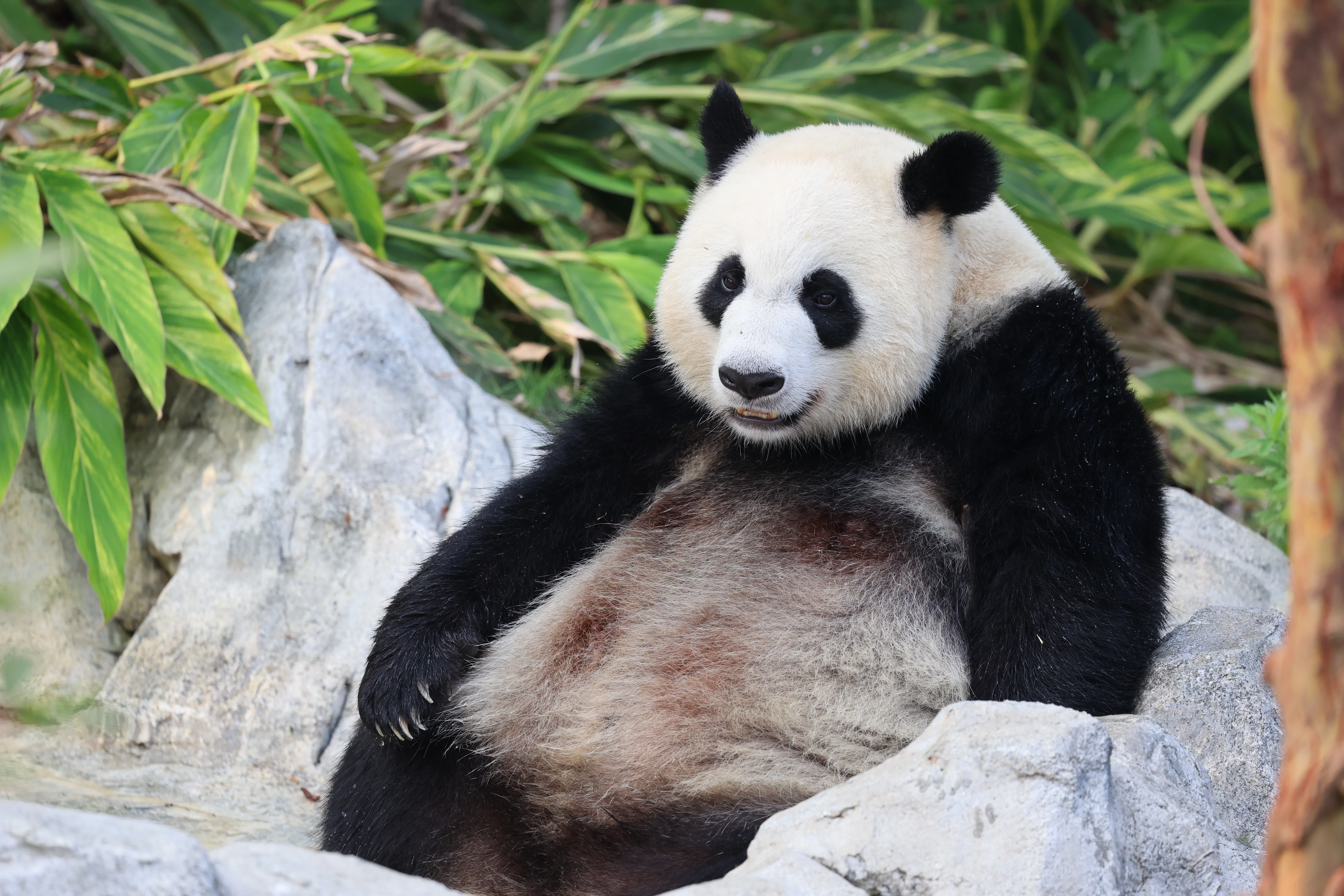 Chengdu Research Base of Giant Panda Breeding