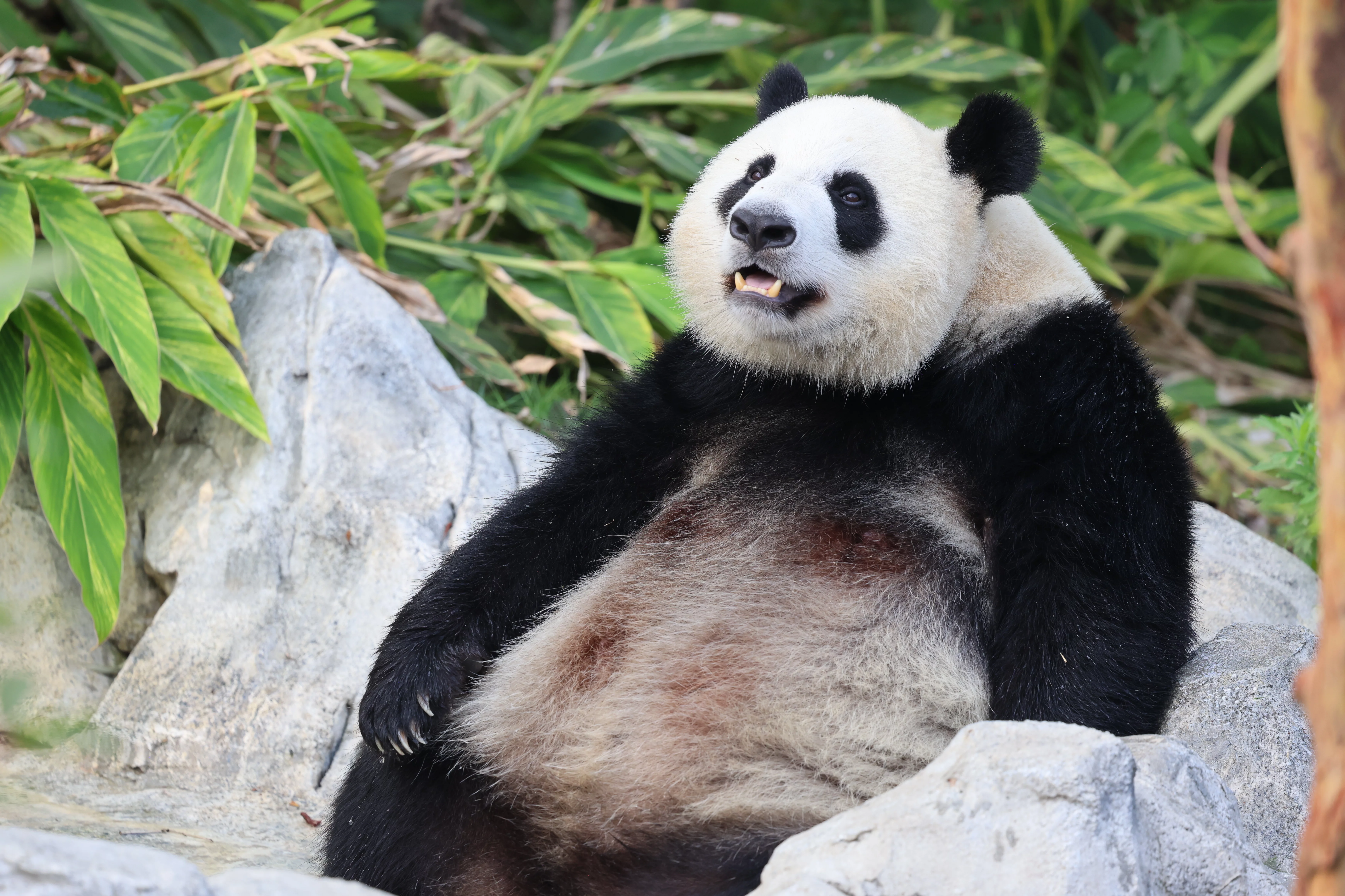Chengdu Research Base of Giant Panda Breeding